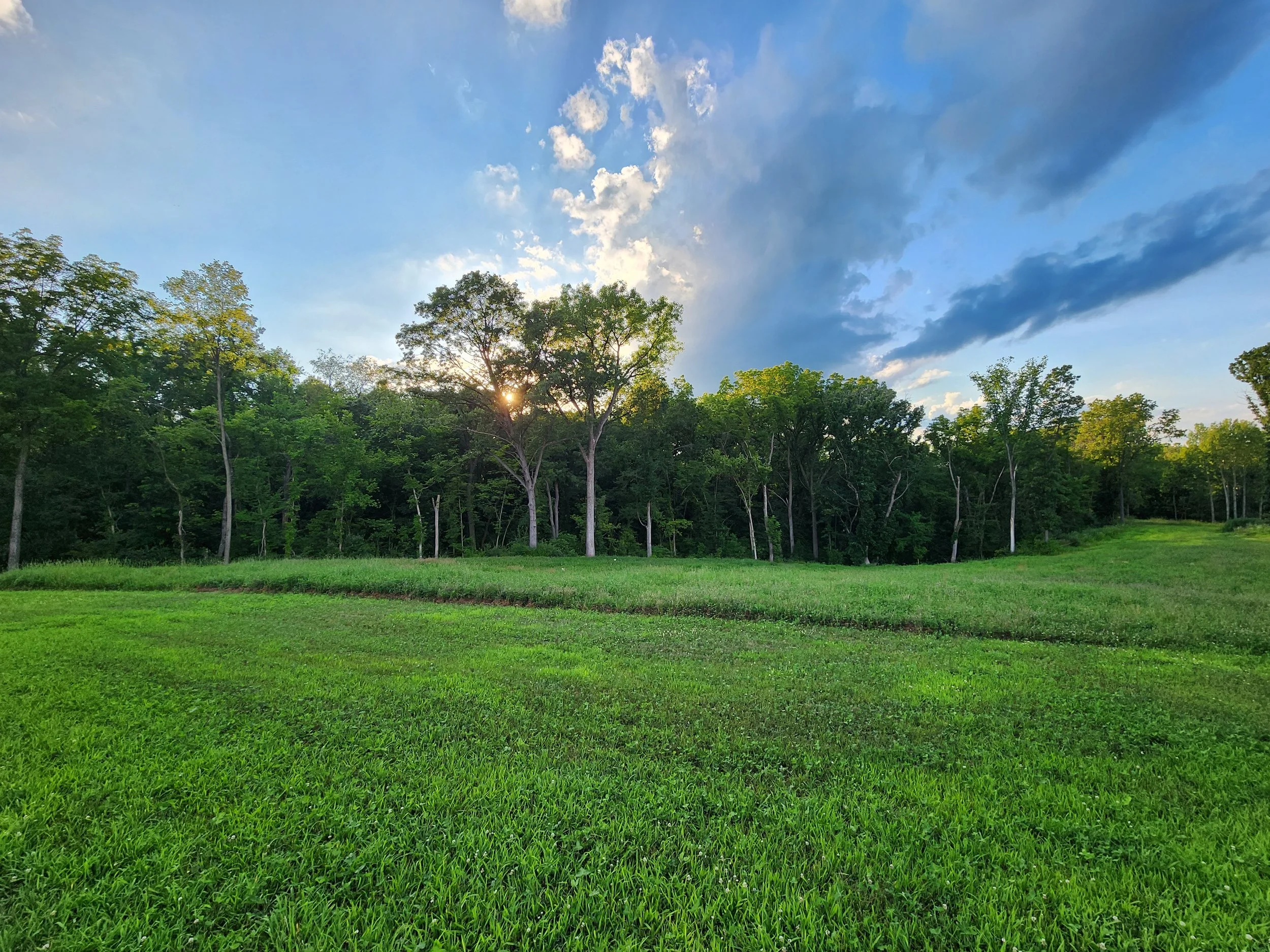 Regraded Hill after growing