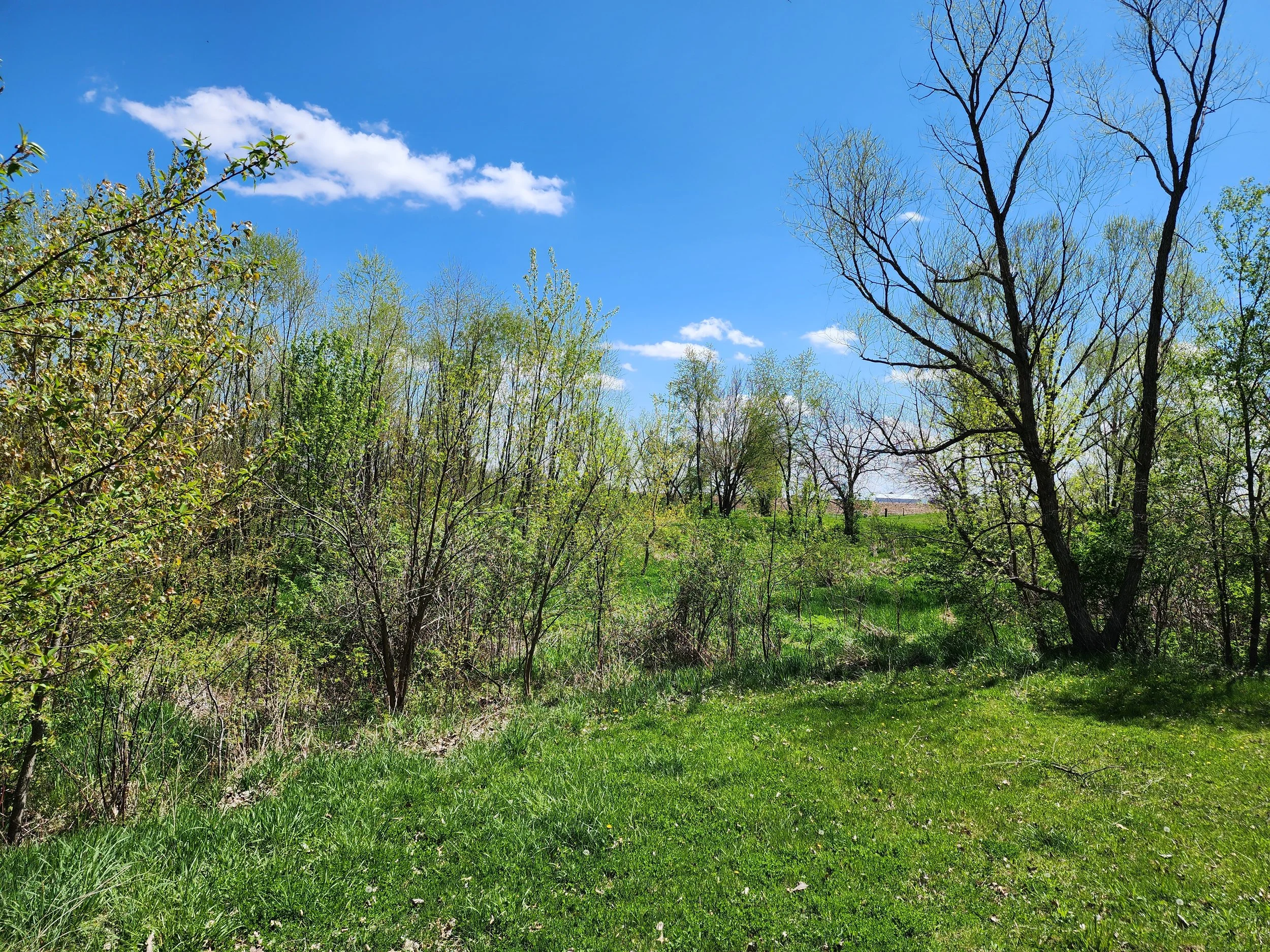 Before Pond Clear
