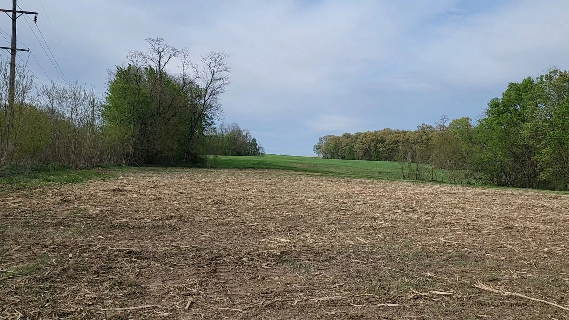 After Overgrown Field