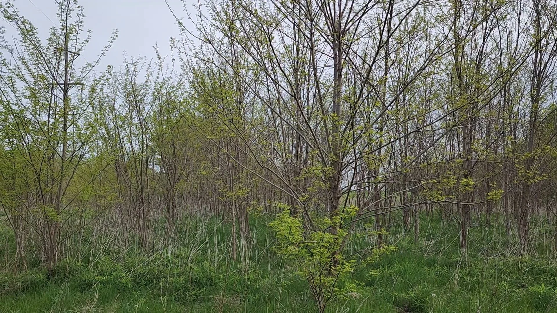 Before Overgrown Field