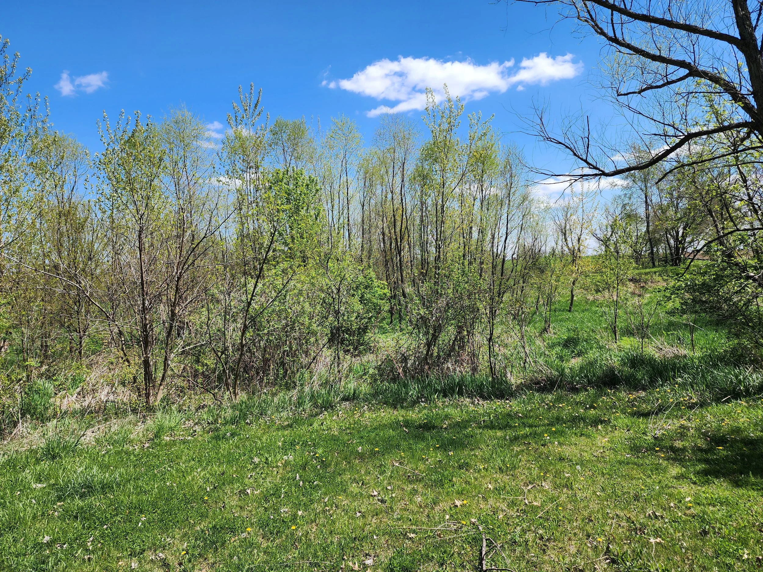 Before Pond Clear