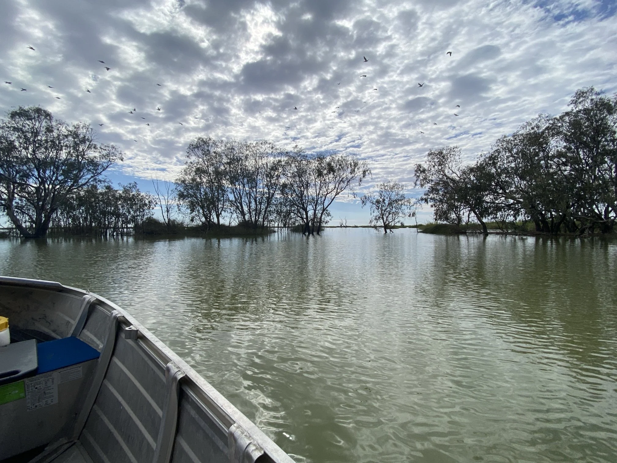 Lake-Cowala.jpg