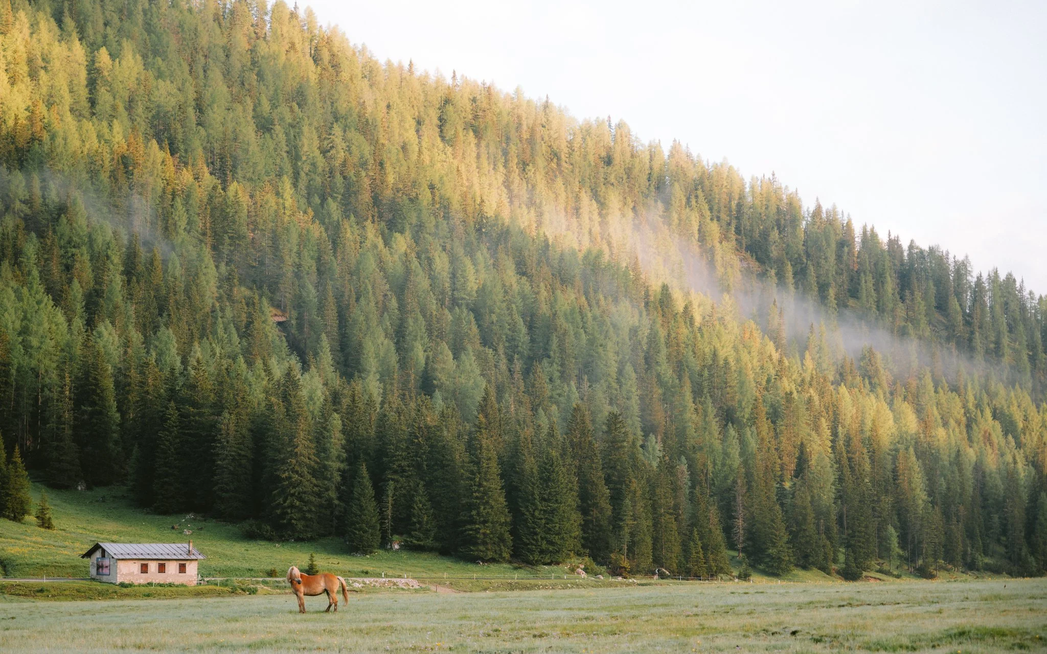 A horse grazing on a grassy field in front of a small house, with a forested mountain slope and a light mist in the background.