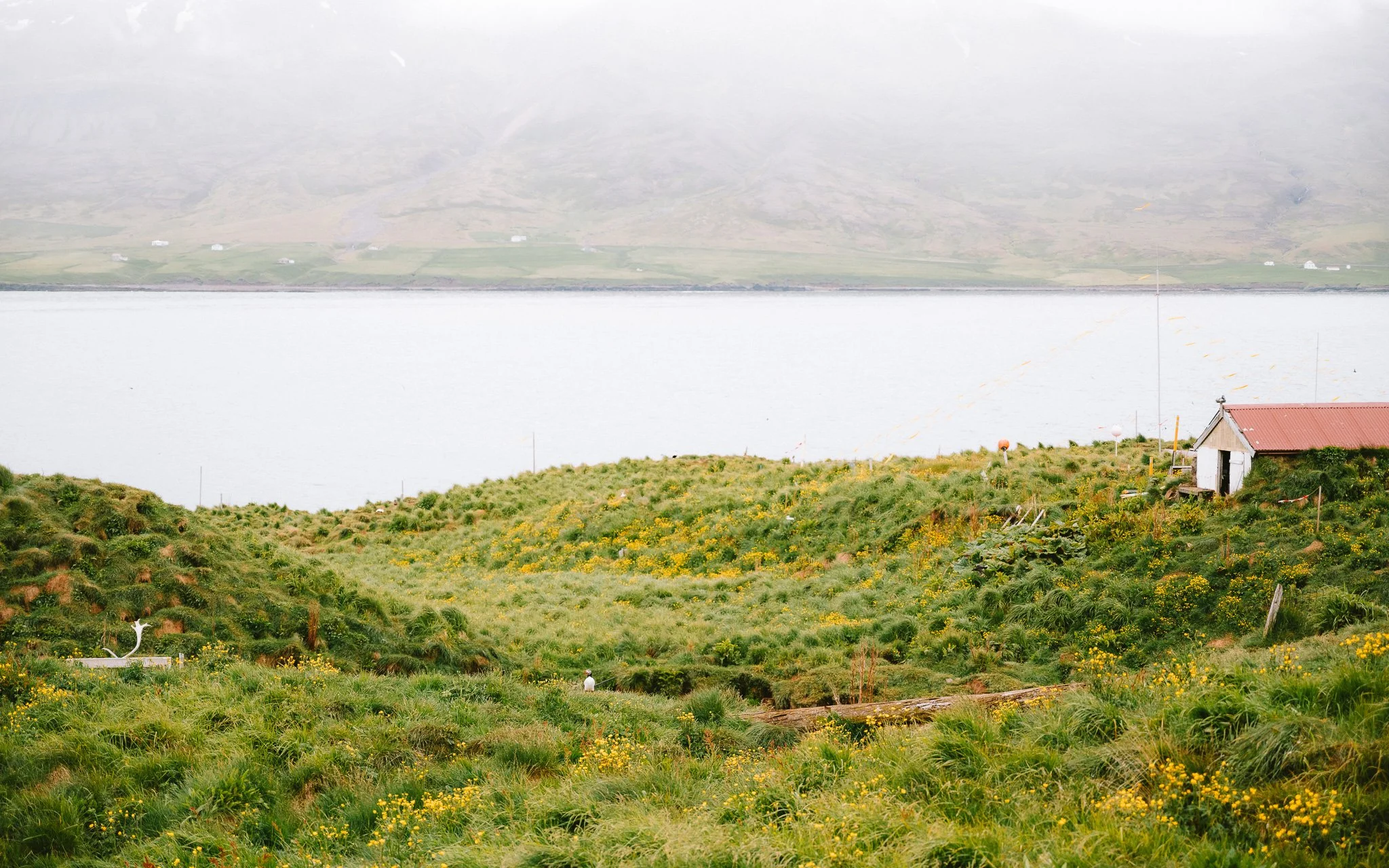 A green hillside with yellow flowers and a small building with a red roof near a body of water, mountains in the background.