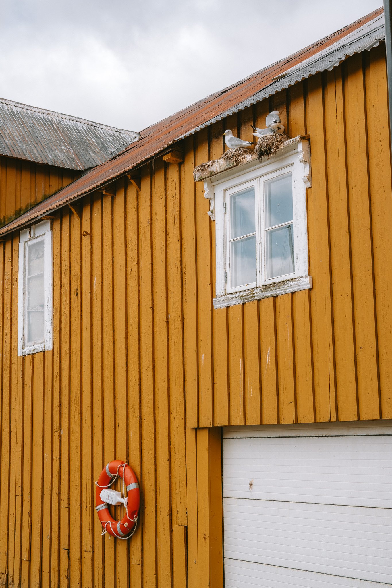 Three birds sitting on nests on the eaves of a yellow wooden building with white-framed windows and a white garage door.