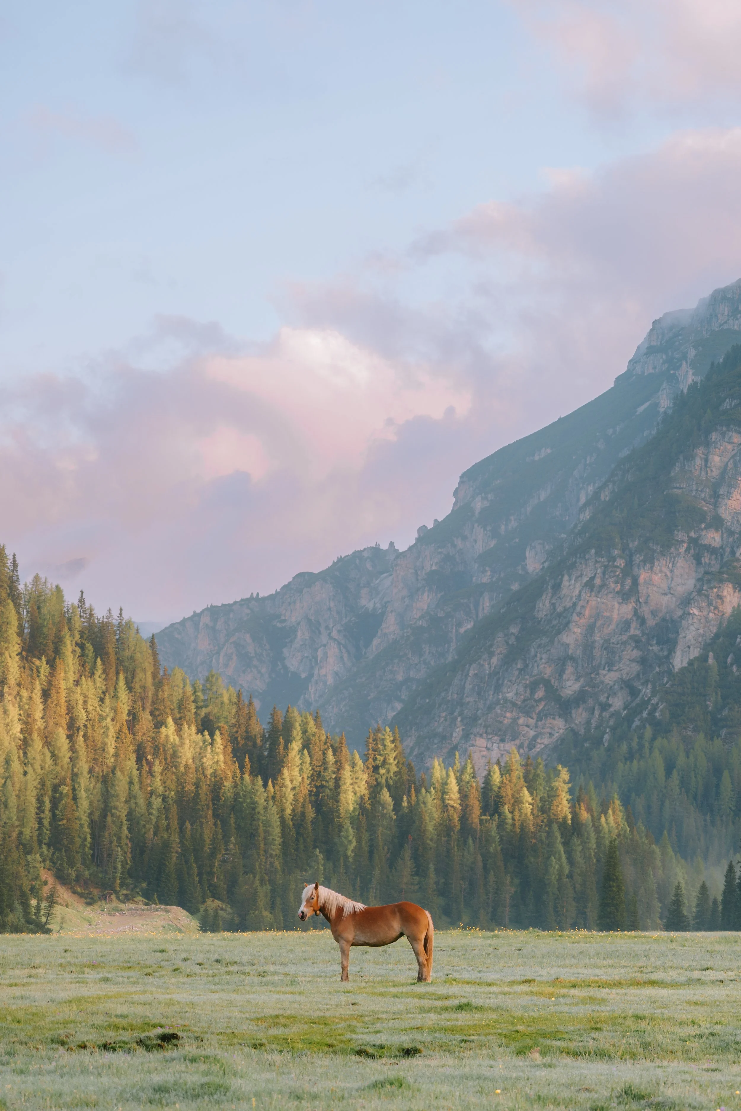 A horse standing on a grassy field with a forest and mountains in the background under a partly cloudy sky.