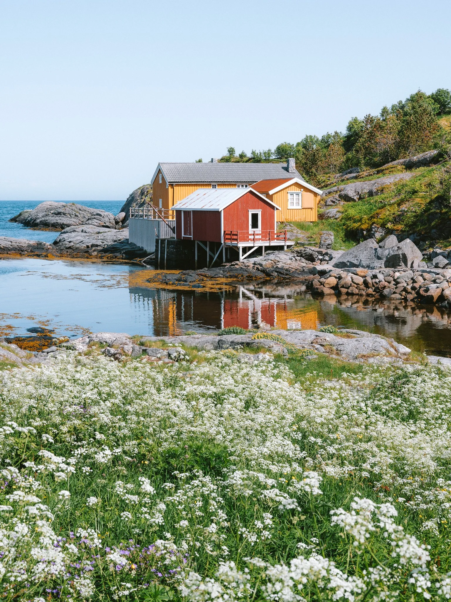 Colorful houses near the water with rocks and greenery, reflecting in the calm water, and a field of white flowers in the foreground.