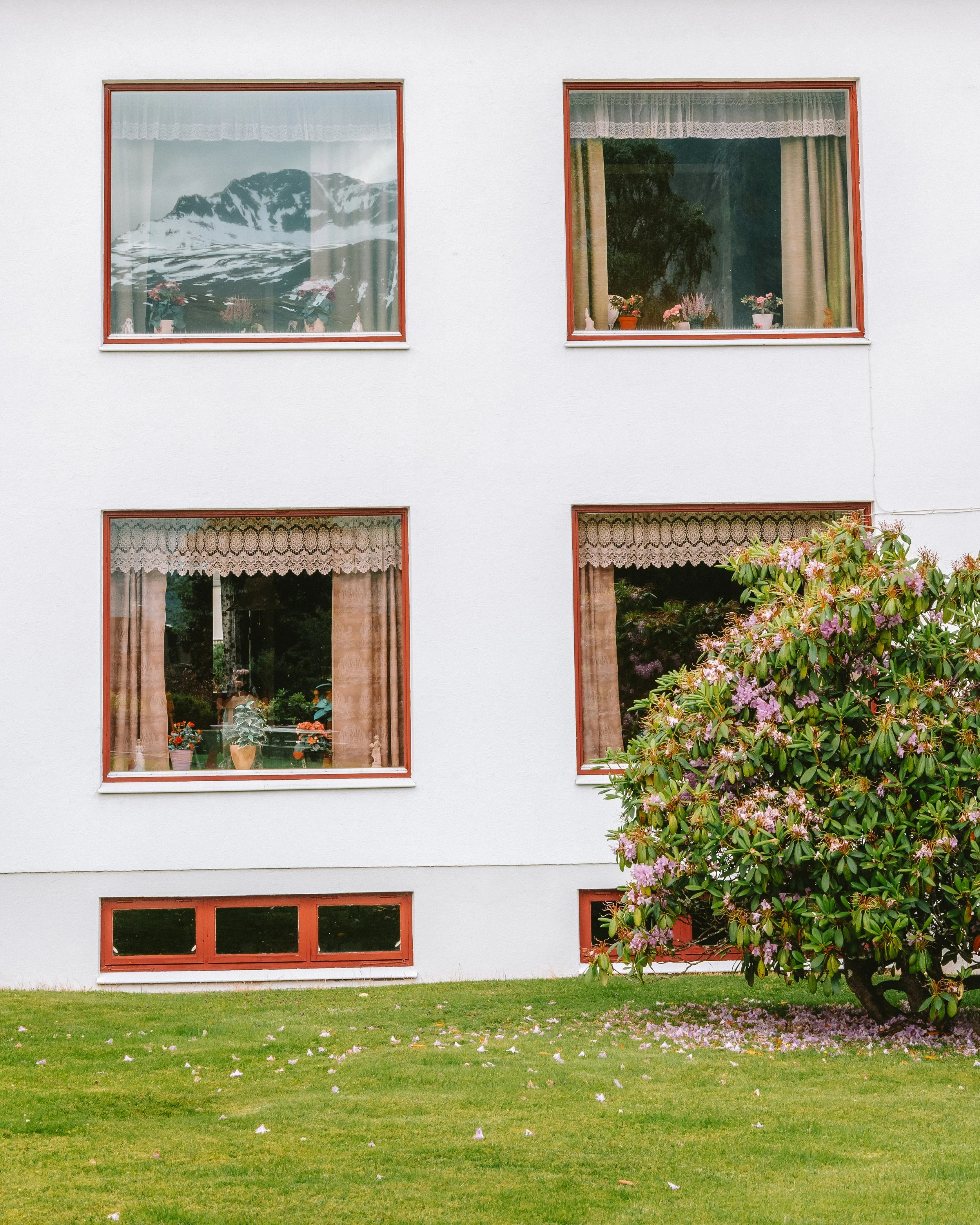 A white residential building with four windows, two on each floor, framed in reddish-brown. The windows have lace curtains and potted flowers, with the top-left window reflecting a mountain and snow. A flowering shrub is growing next to the building,
