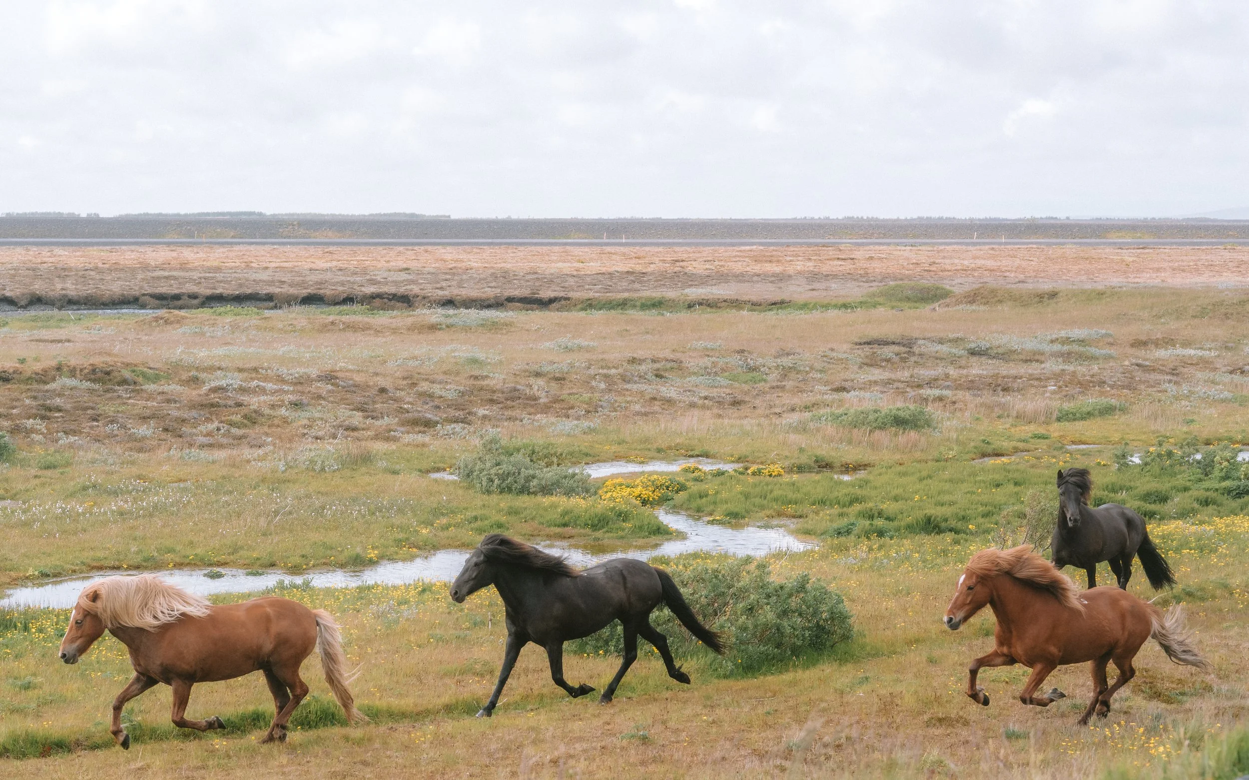 Four horses running through a grassy plain with a small stream, wildflowers, and wetlands in the background under a cloudy sky.