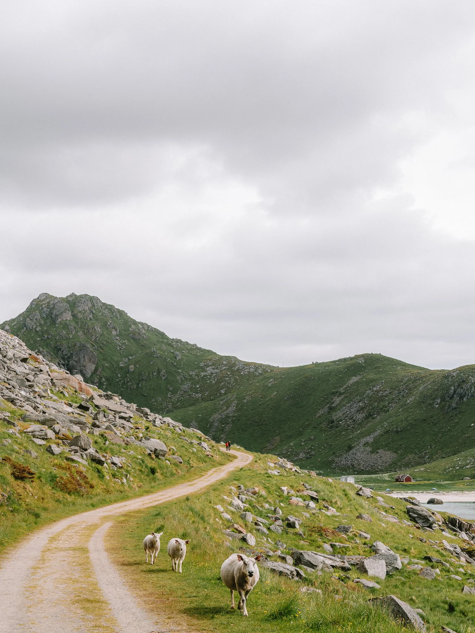 Sheep walking along a dirt path in a green mountainous landscape with overcast sky.