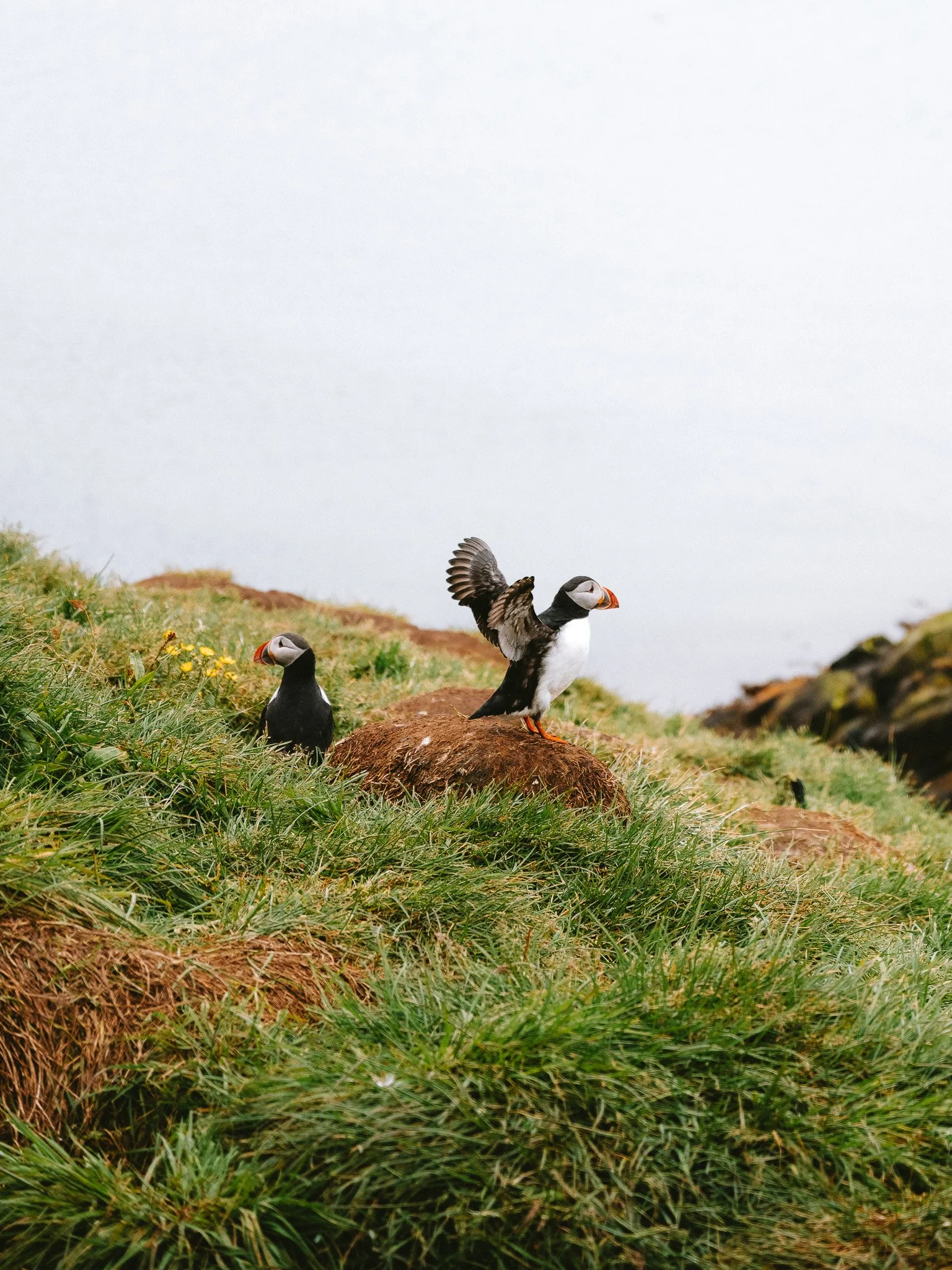Two puffins on a grassy hillside, one with wings spread, under a cloudy sky.
