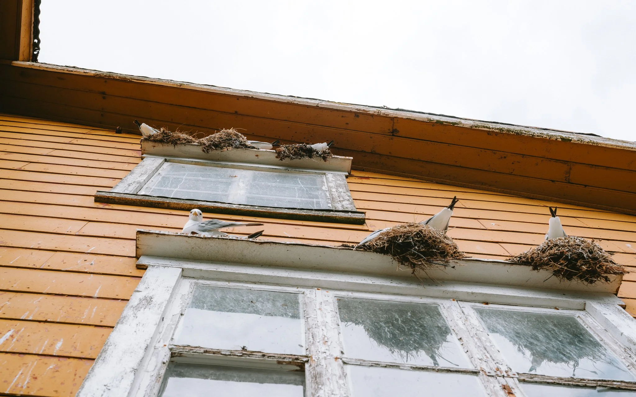 Three seagulls nesting on the windowsills of an old, yellow wooden house with weathered white window frames.