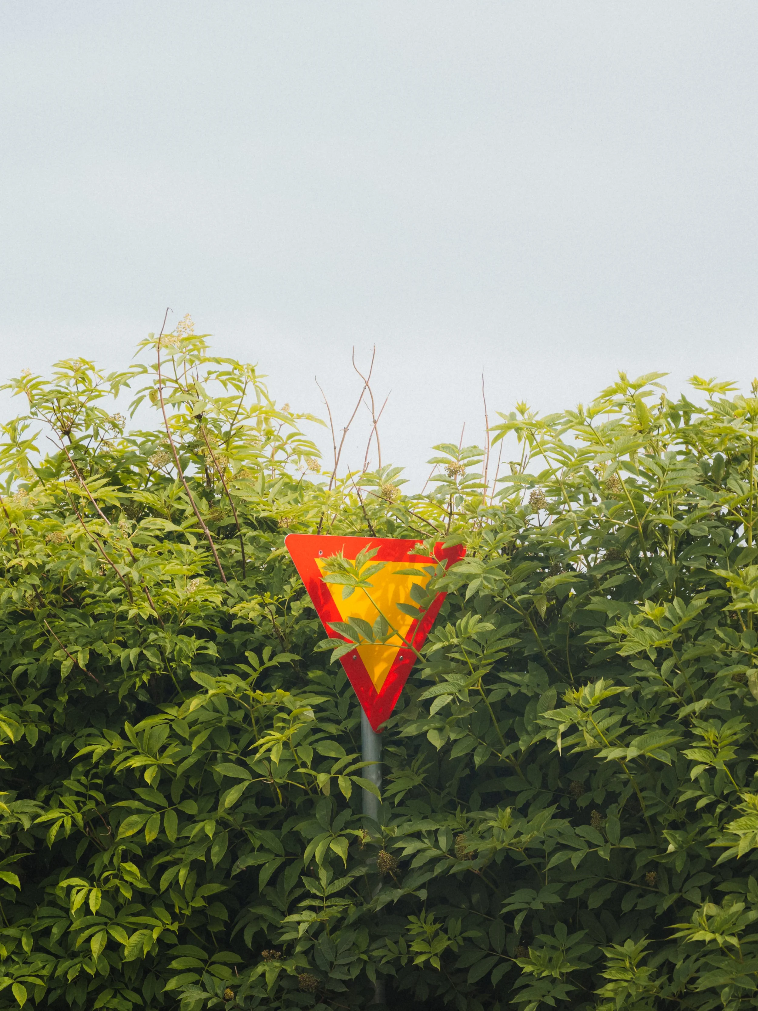 A street sign partially obscured by green foliage, with a yellow and red color scheme, against a pale sky background.