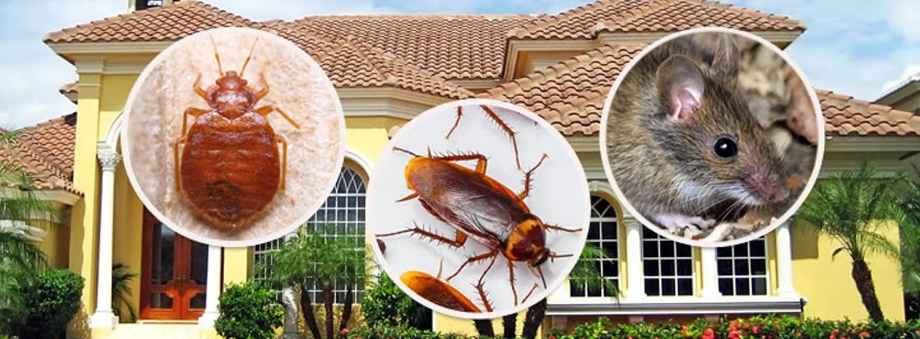 DIY Pest Prevention Tips (And When to Call the Pros)
