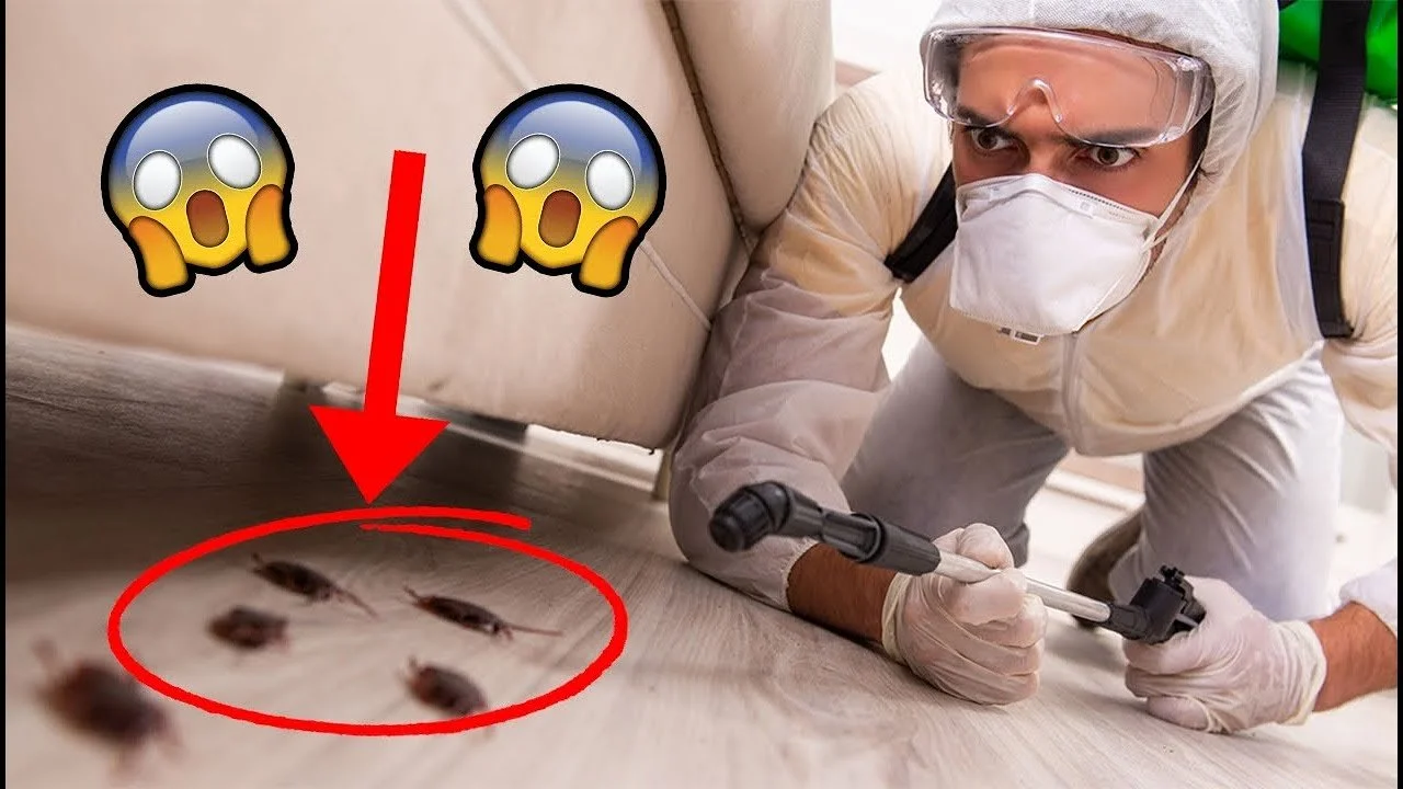 The Hidden Dangers of Ignoring a Pest Problem