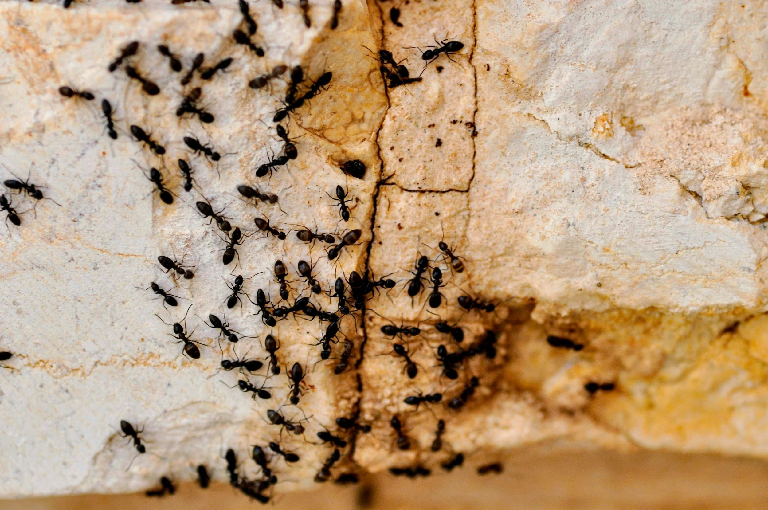 Why Spring and Summer Mean Ant Season in the Bay Area