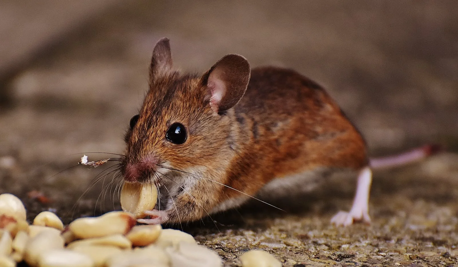 Close-up of a small brown mouse with large black eyes, holding and eating a seed on a rough surface, with more seeds scattered around.