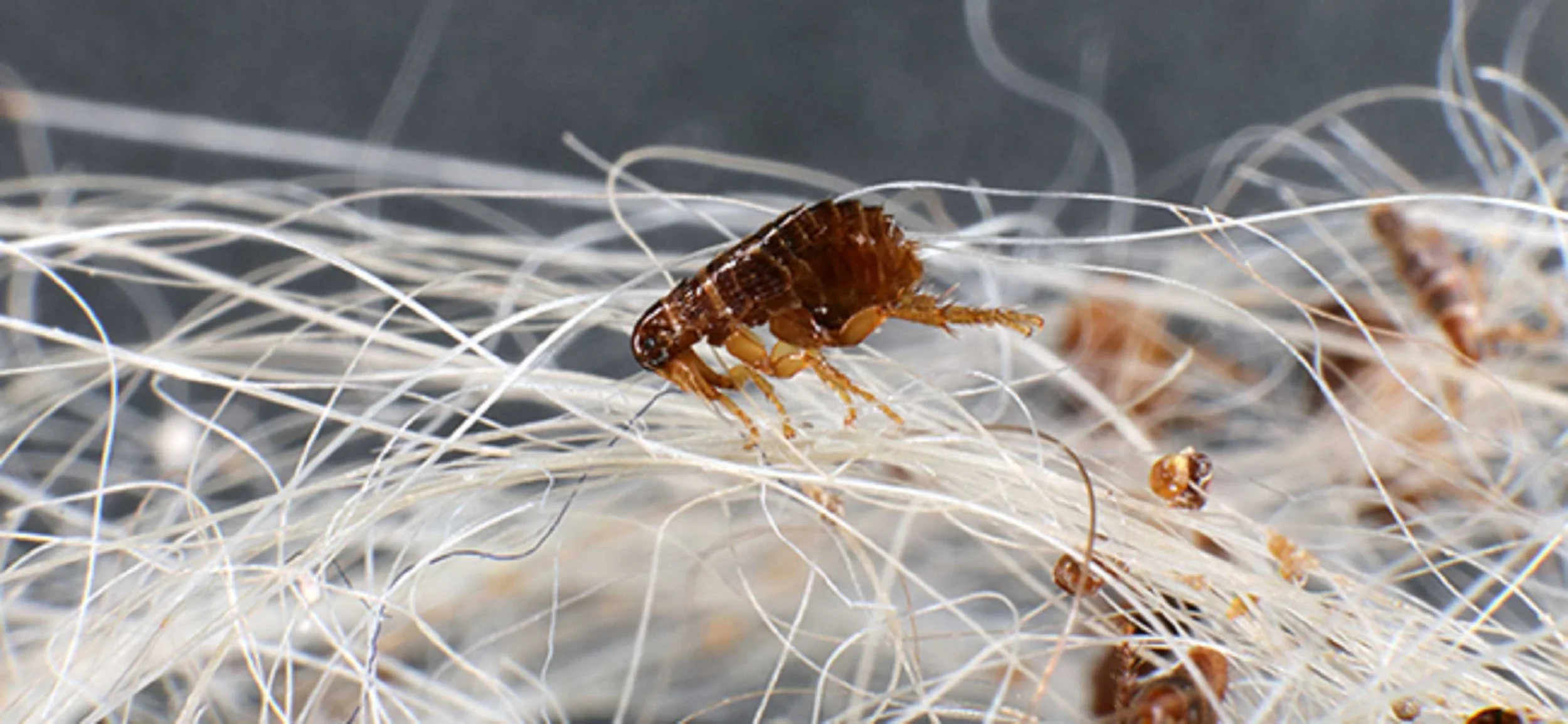 Close-up of a tiny brown insect on white fibrous material, possibly hair or animal fur.
