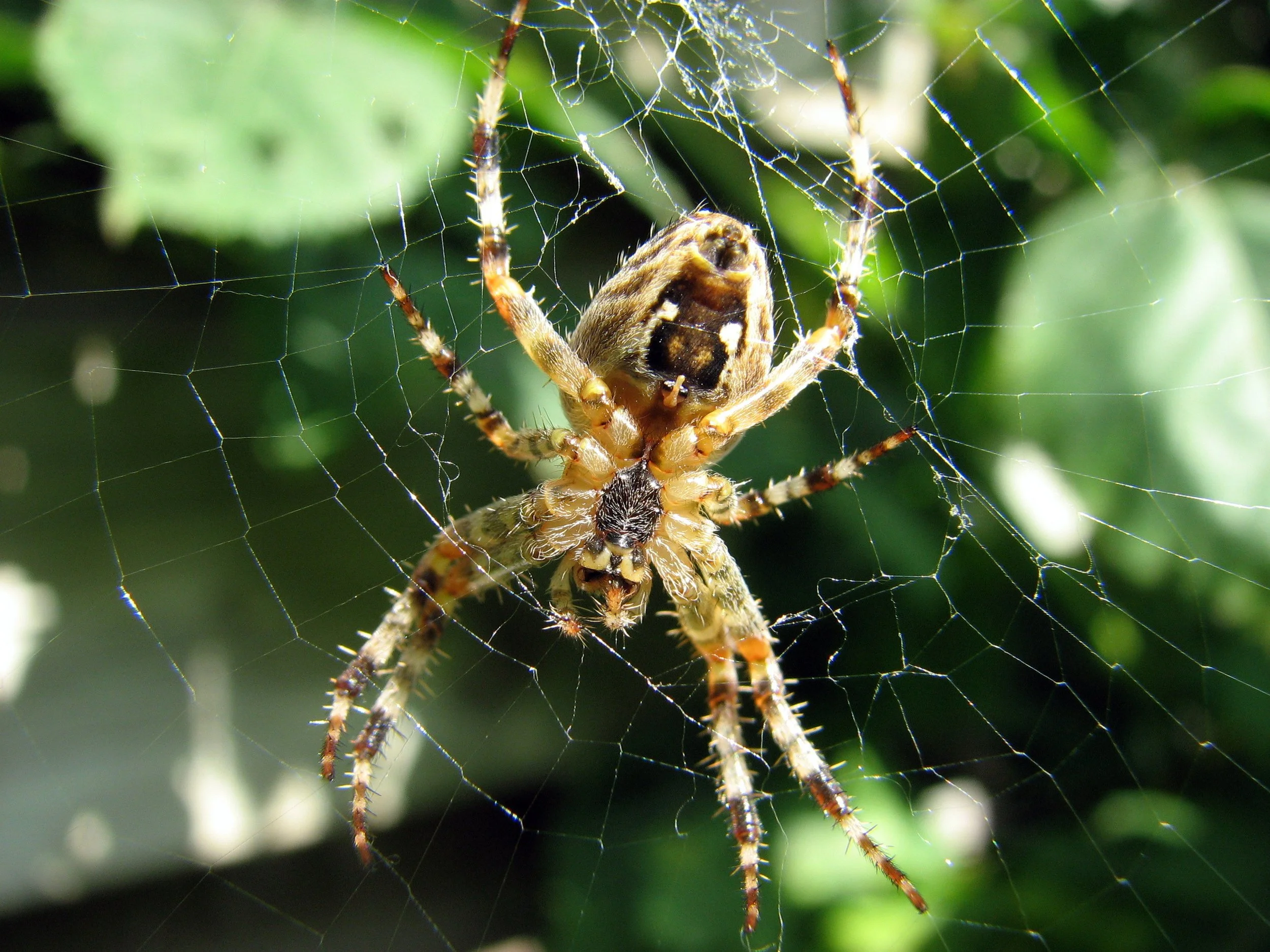 A close-up photograph of a spider sitting in the center of its web, with green blurred foliage in the background.