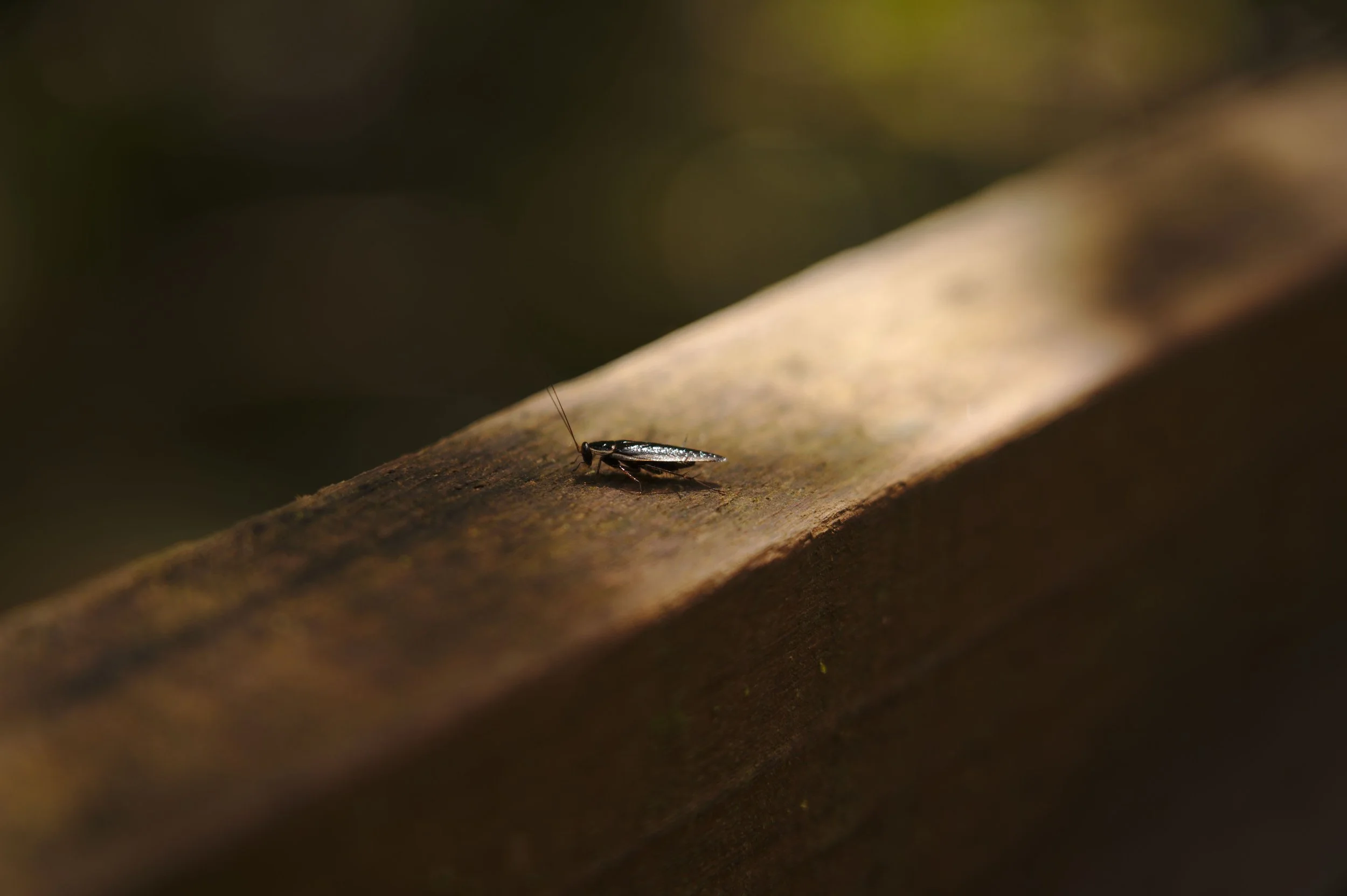 Photo of cockraoch on a piece of wood San Ramon, CA