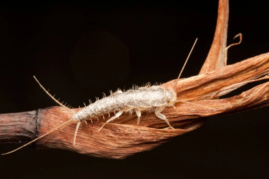 Close-up of a silverfish insect on a twisted brown paper or plant fiber against a black background.