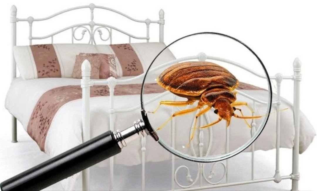 A bed with white and tan bedding, and a magnifying glass with a bug inside, held above the bed.
