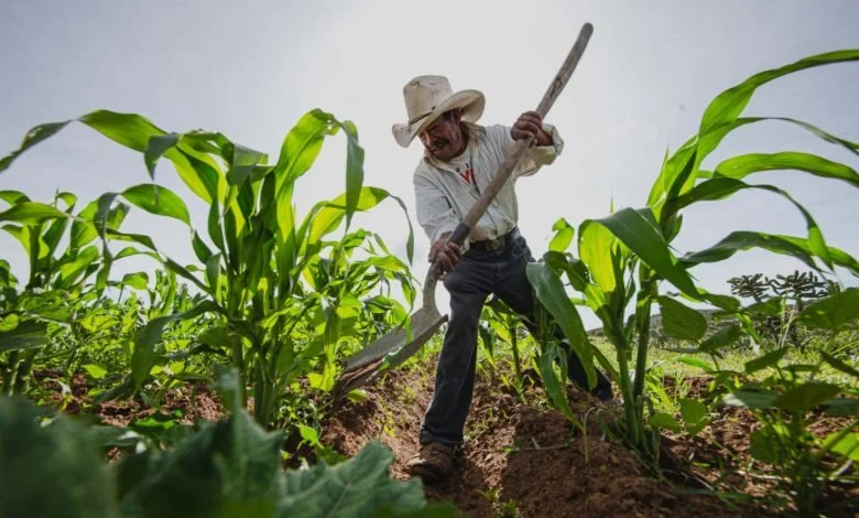 Hombre agricultor con sombrero trabajando en un campo de maíz con una azada.