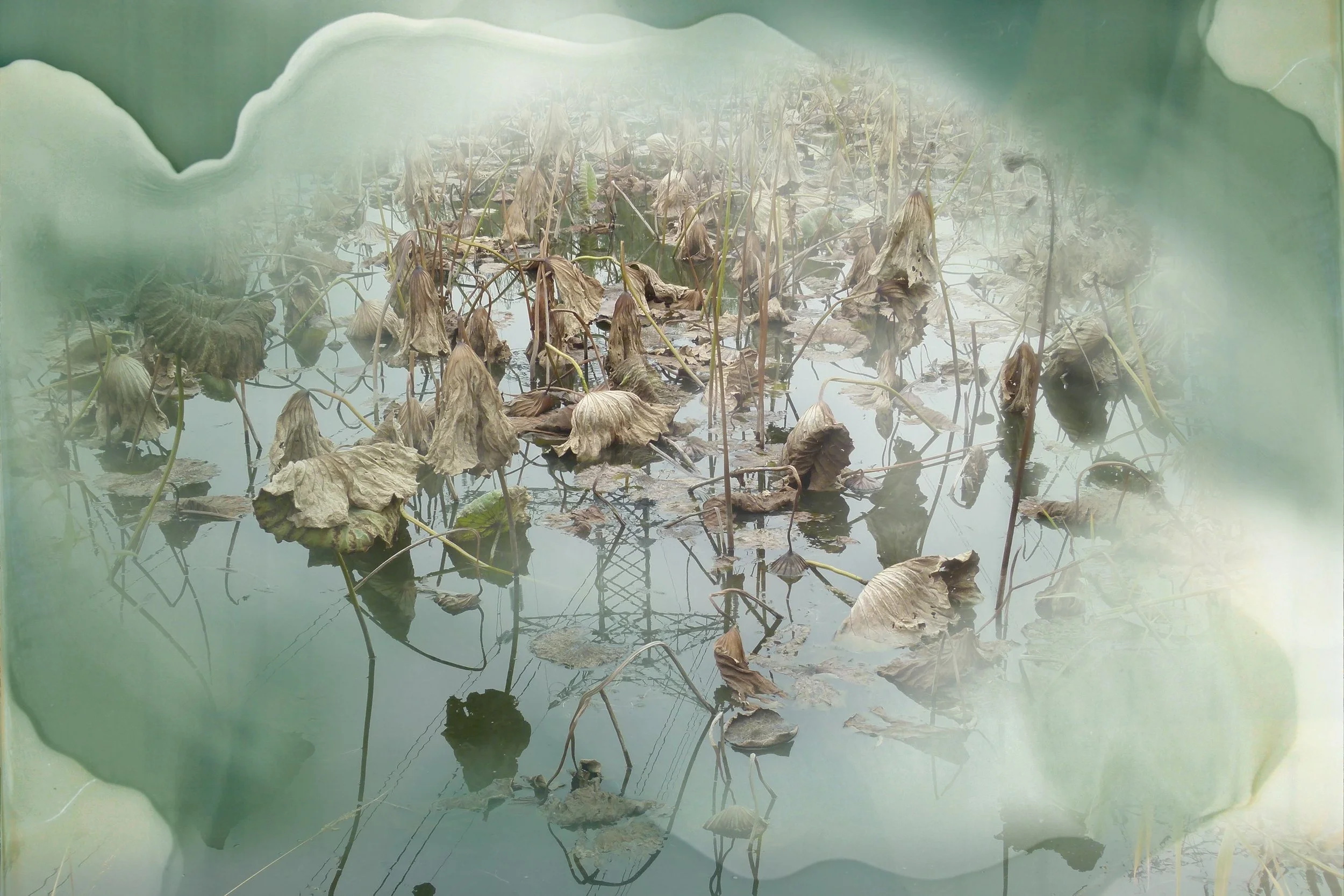 The Lotus in the Lost Forest, Janet Laurence 

&lsquo;Photographs taken on a residency outside Beijing, recalling the residual nature of the area. These works have been developed into a series of digital photographic and painted images.&rsquo; &mdash