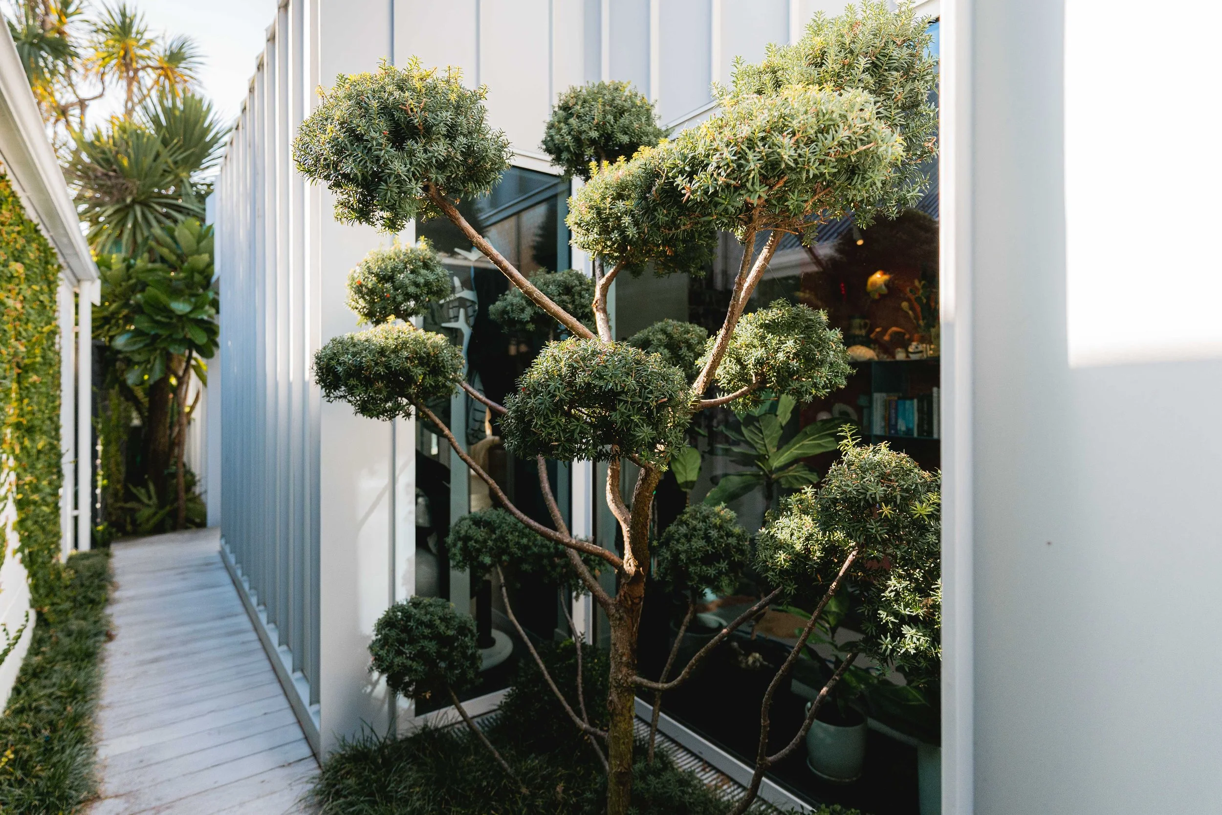 henry-blakely-landscapes-christchurch-sculpted-bonsai-tree-modern-building.jpg.jpg