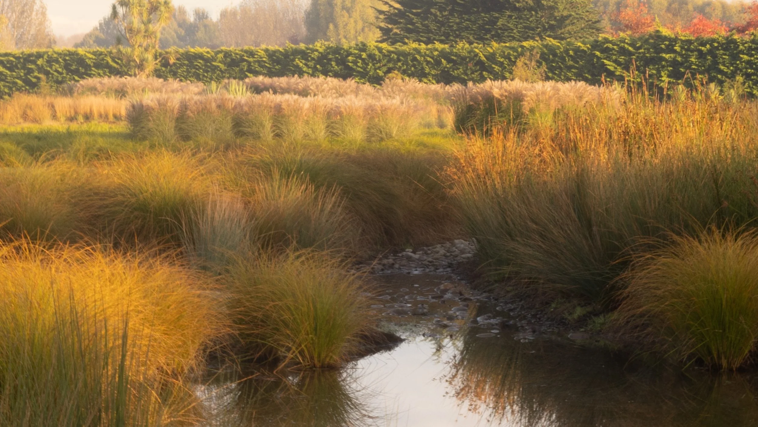 henry-blakely-landscapes-christchurch-natural-stream-grassland.jpg