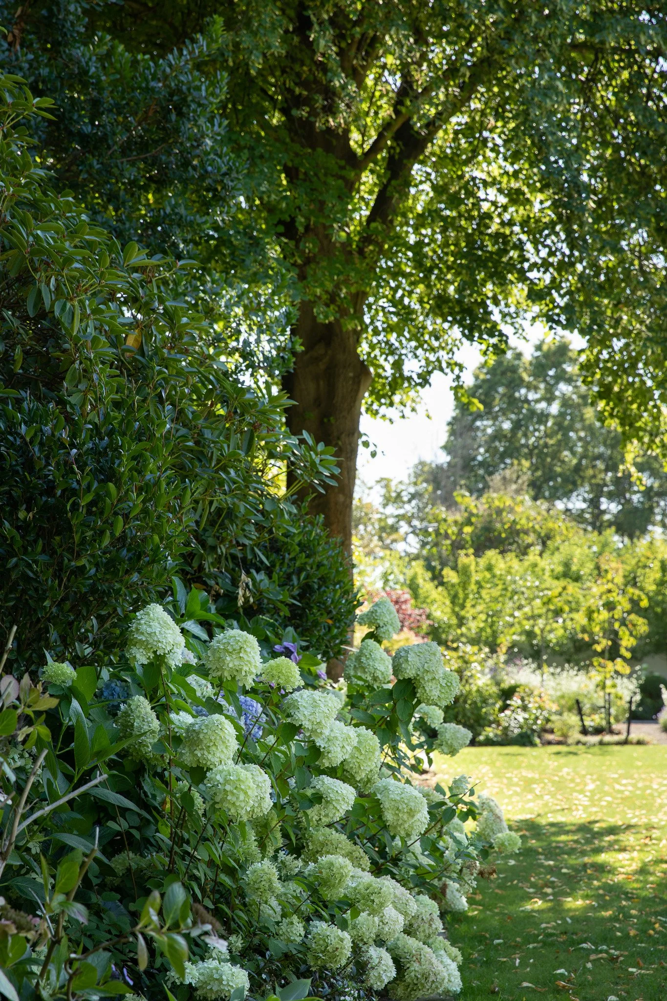 henry-blakely-landscapes-christchurch-traditional-design-white-hydrangeas.jpg