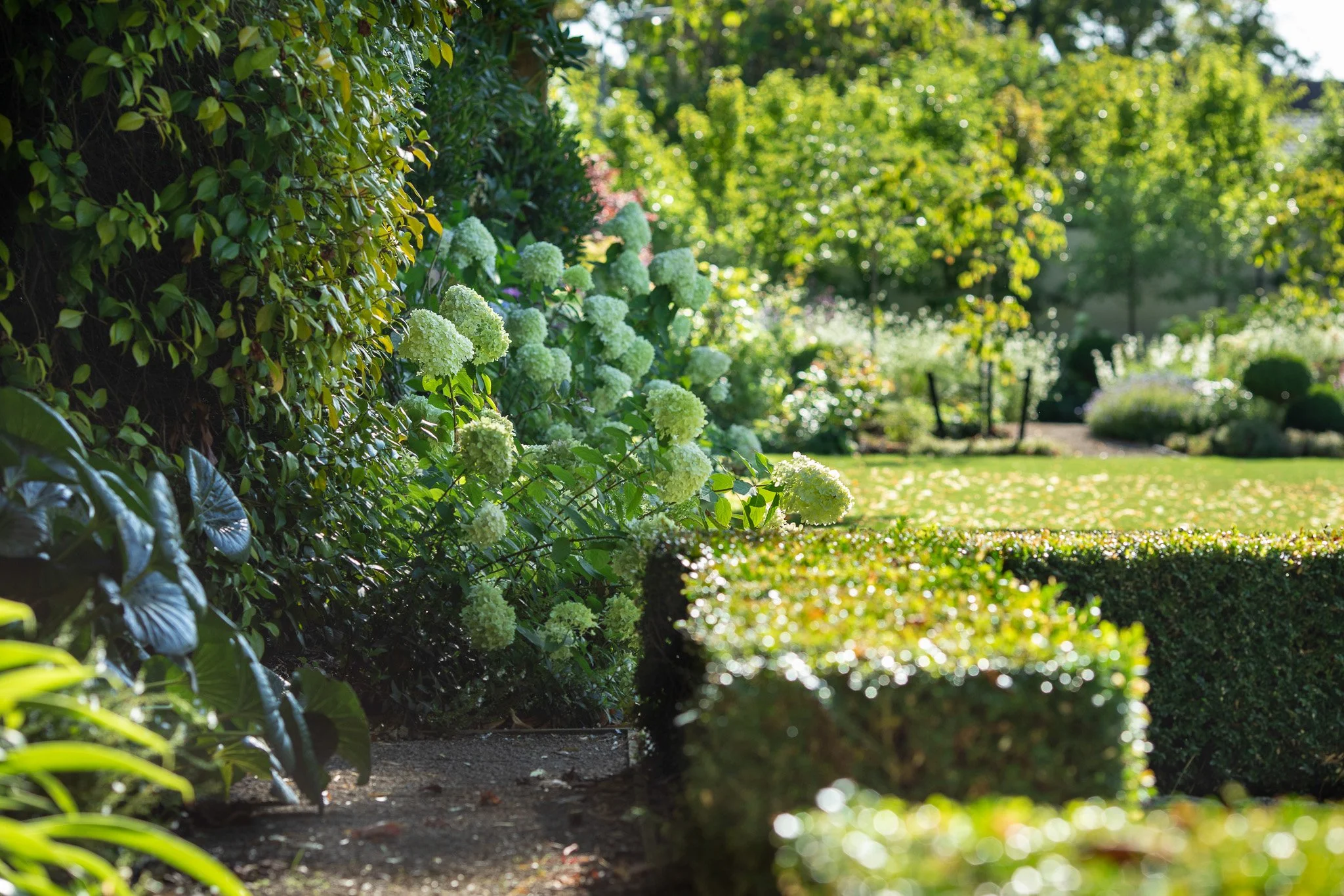 henry-blakely-landscapes-christchurch-traditional-design-hydrangea-lawn-view.jpg