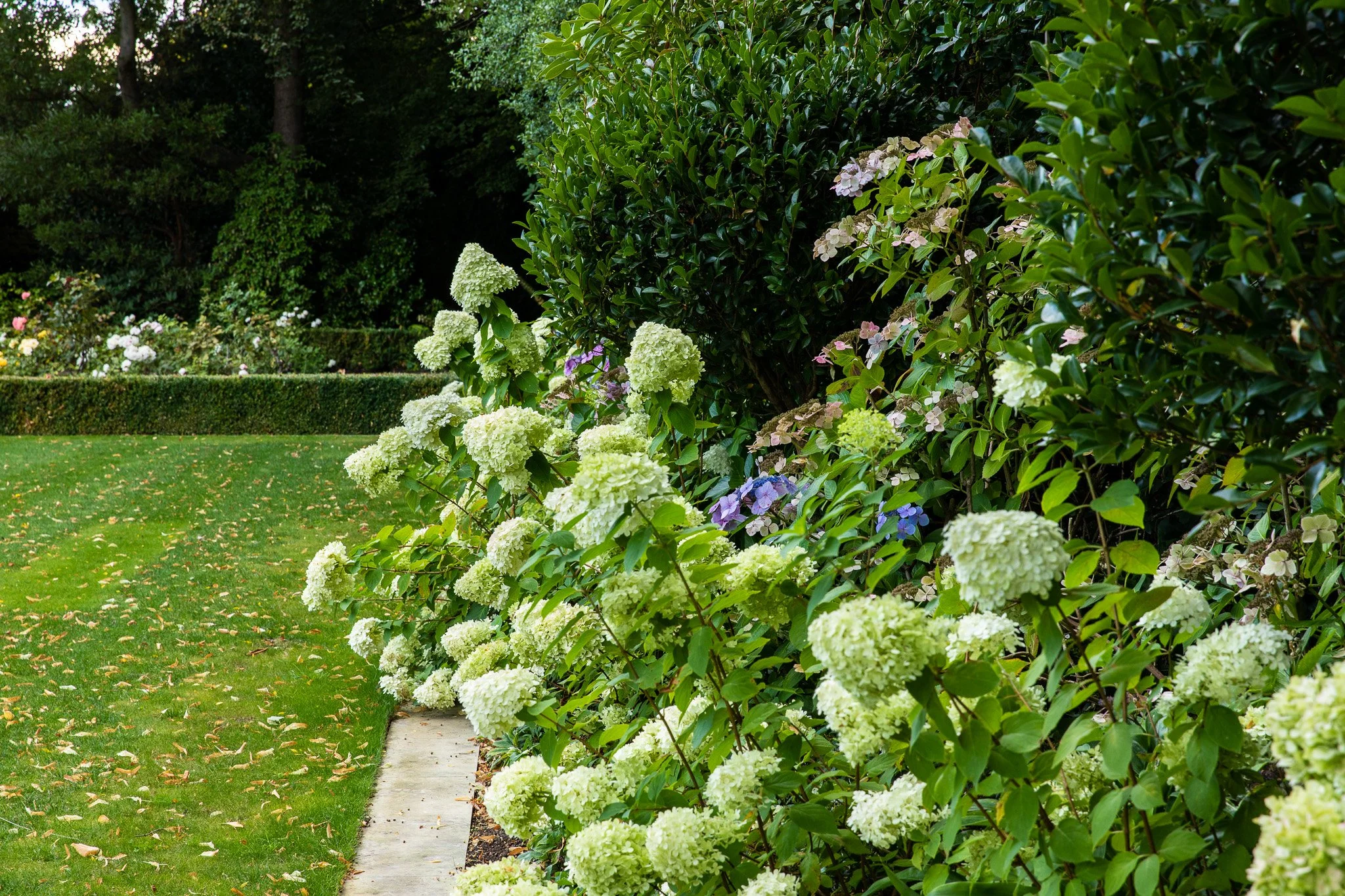 henry-blakely-landscapes-christchurch-traditional-design-hydrangea-border.jpg