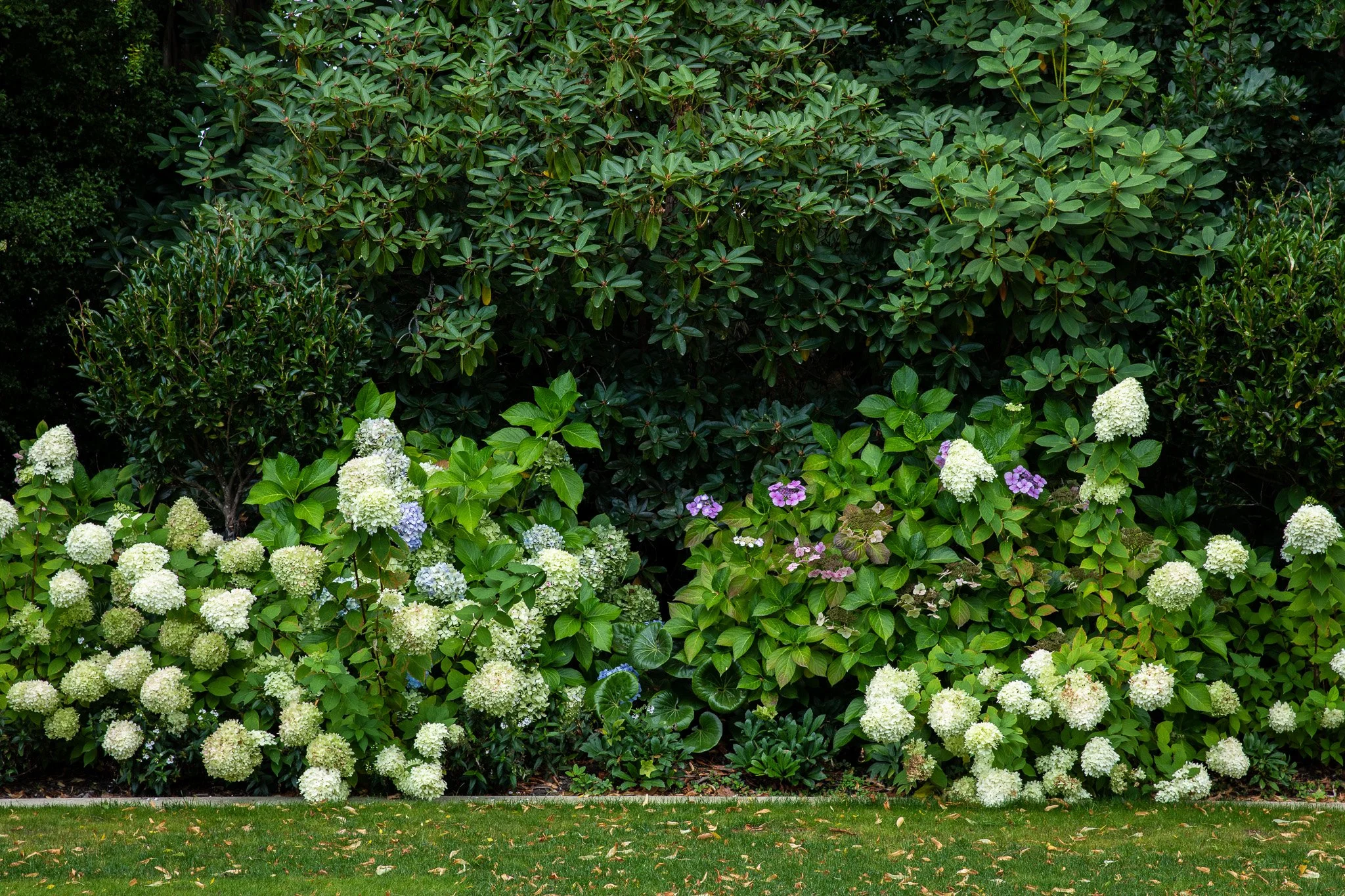 henry-blakely-landscapes-christchurch-traditional-design-mass-hydrangea-planting.jpg