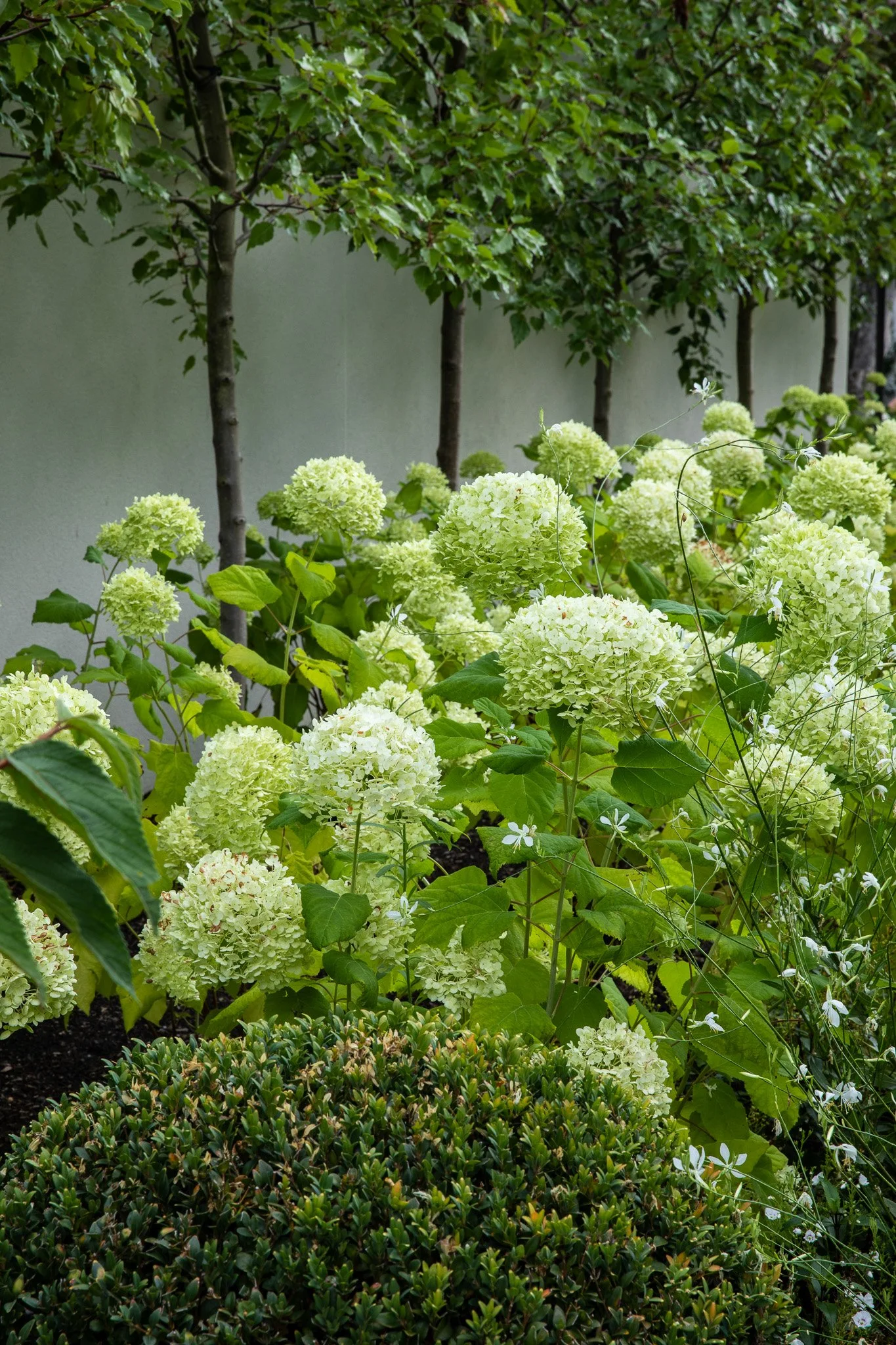 henry-blakely-landscapes-christchurch-traditional-design-hydrangeas-tree-line.jpg