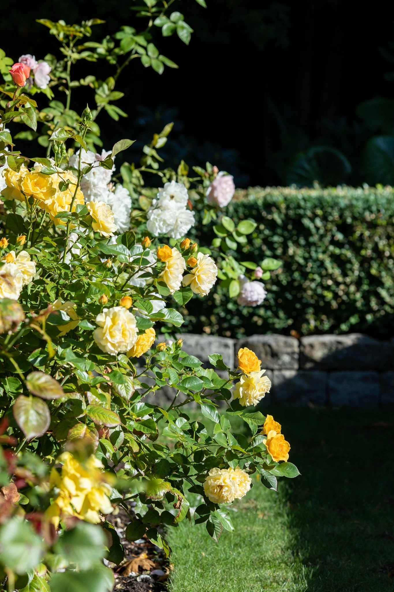henry-blakely-landscapes-christchurch-traditional-design-yellow-roses.jpg