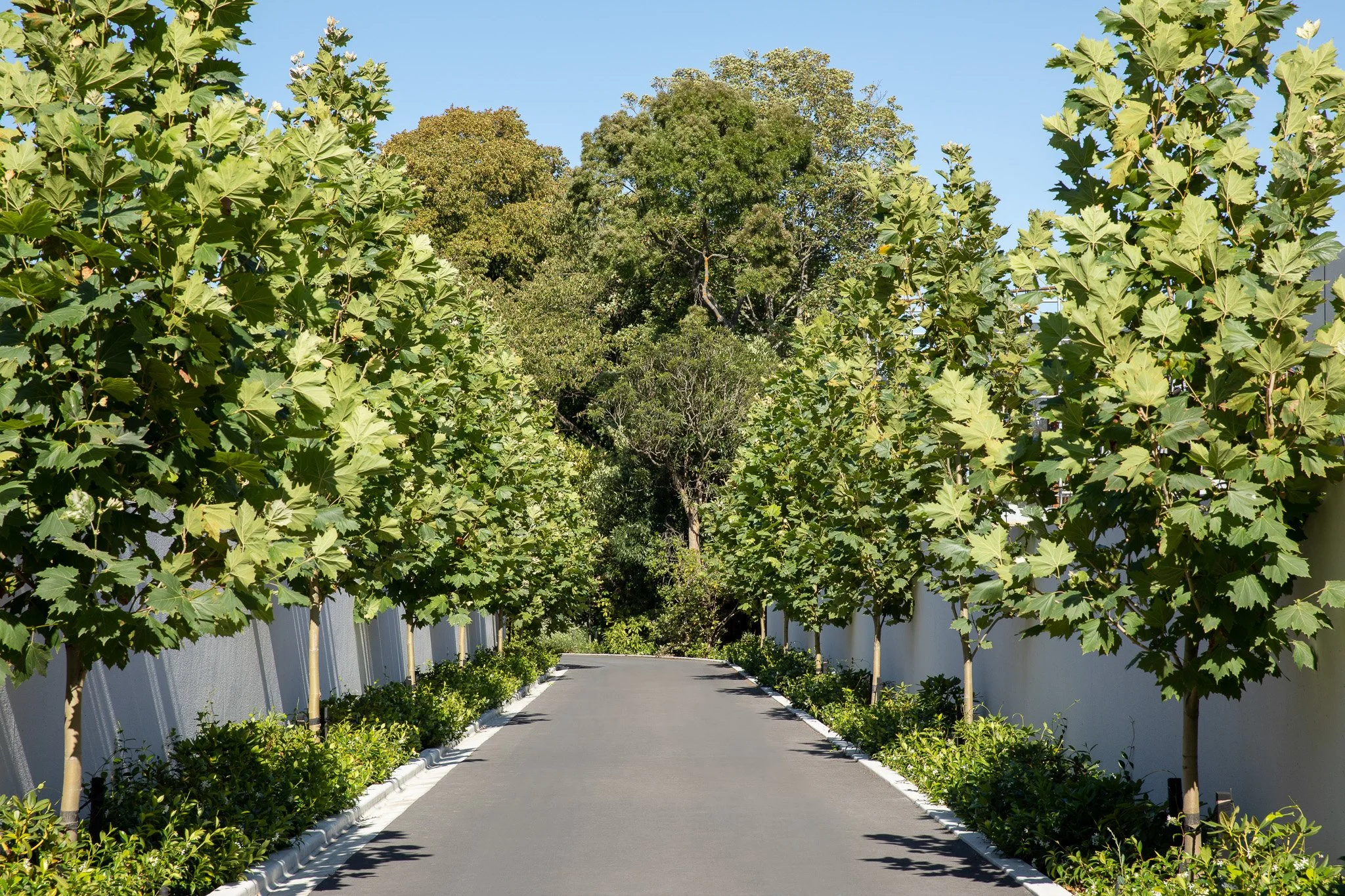 henry-blakely-landscapes-christchurch-traditional-design-tree-lined-path.jpg