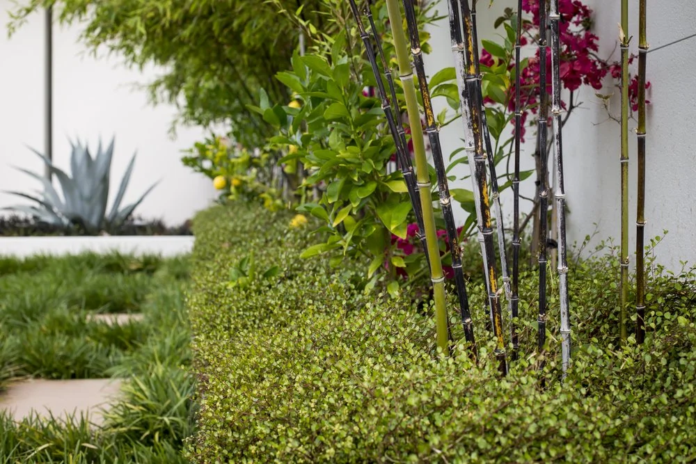 Landscape Design Christchurch Henry Blakely Landscapes (1).jpg