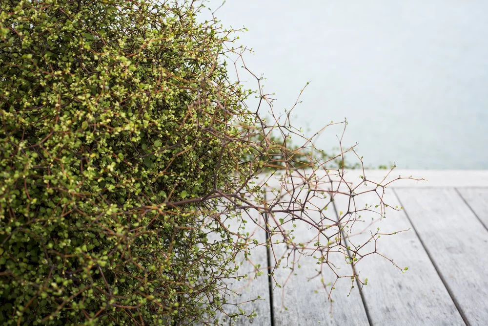 Landscape Design Christchurch Henry Blakely Landscapes (35).jpg