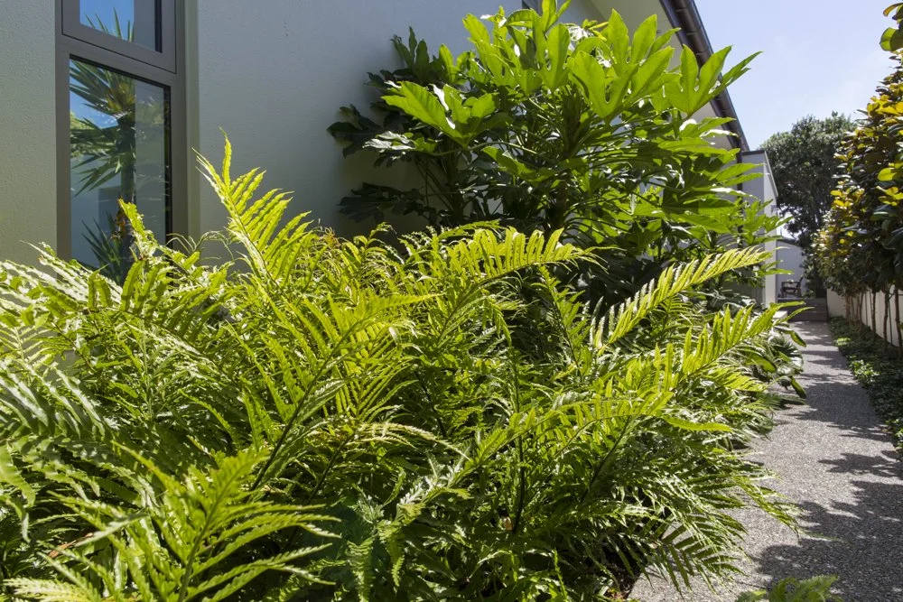 Landscape Design Christchurch Henry Blakely Landscapes (23).jpg