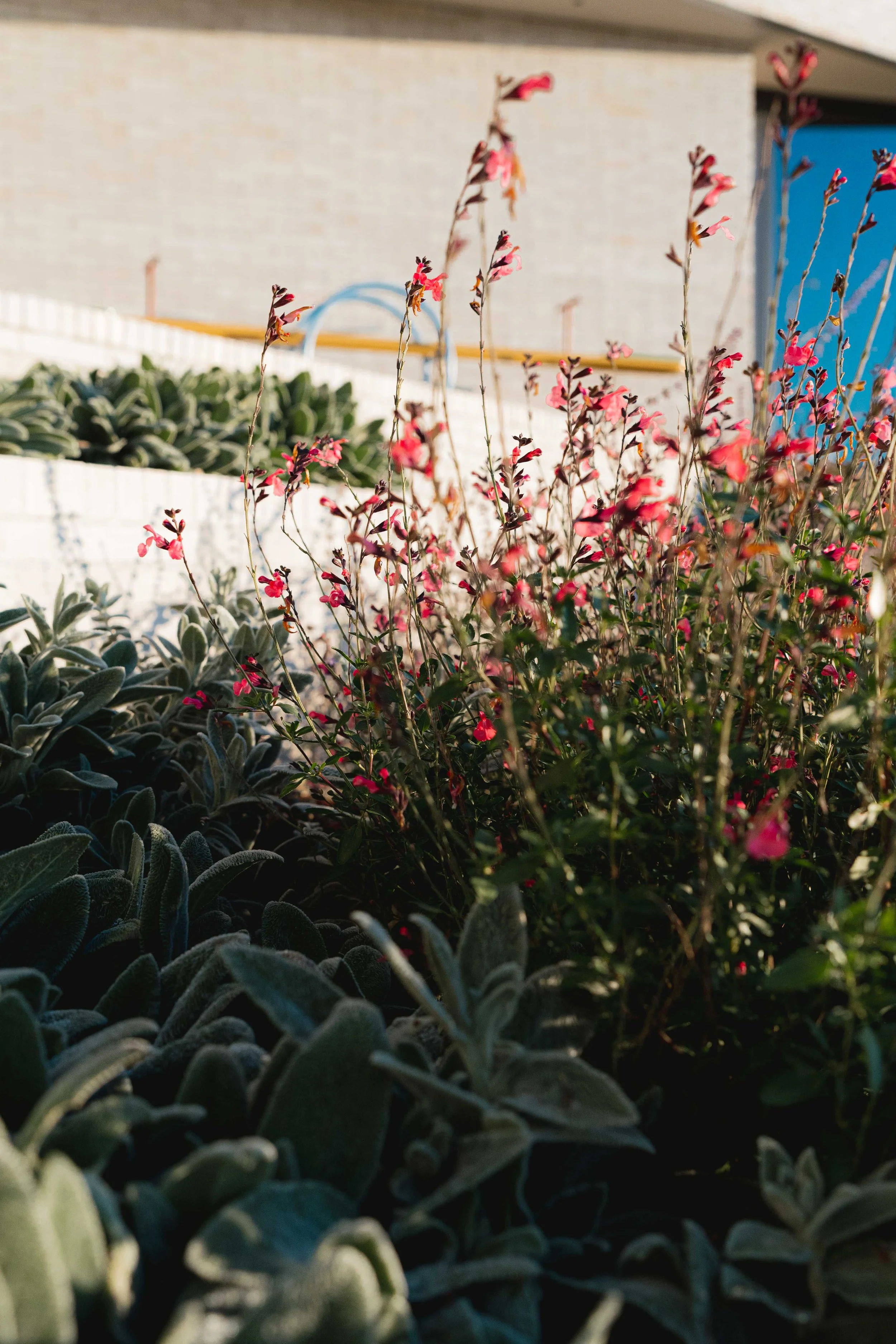 henry-blakely-landscape-designers-christchurch-pink-salvia-closeup.jpg