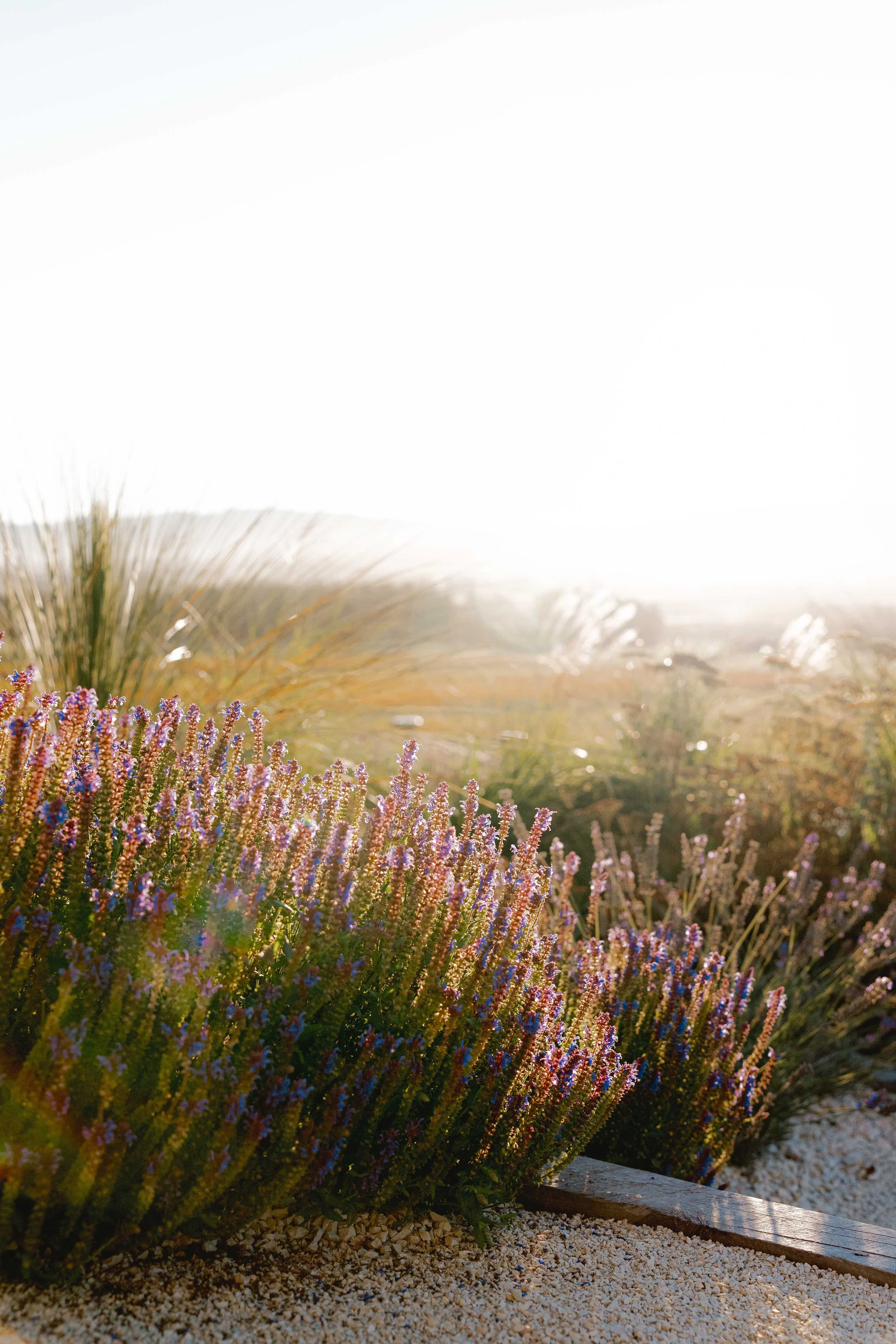 henry-blakely-landscape-designers-christchurch-purple-flowers-golden-grasses.jpg