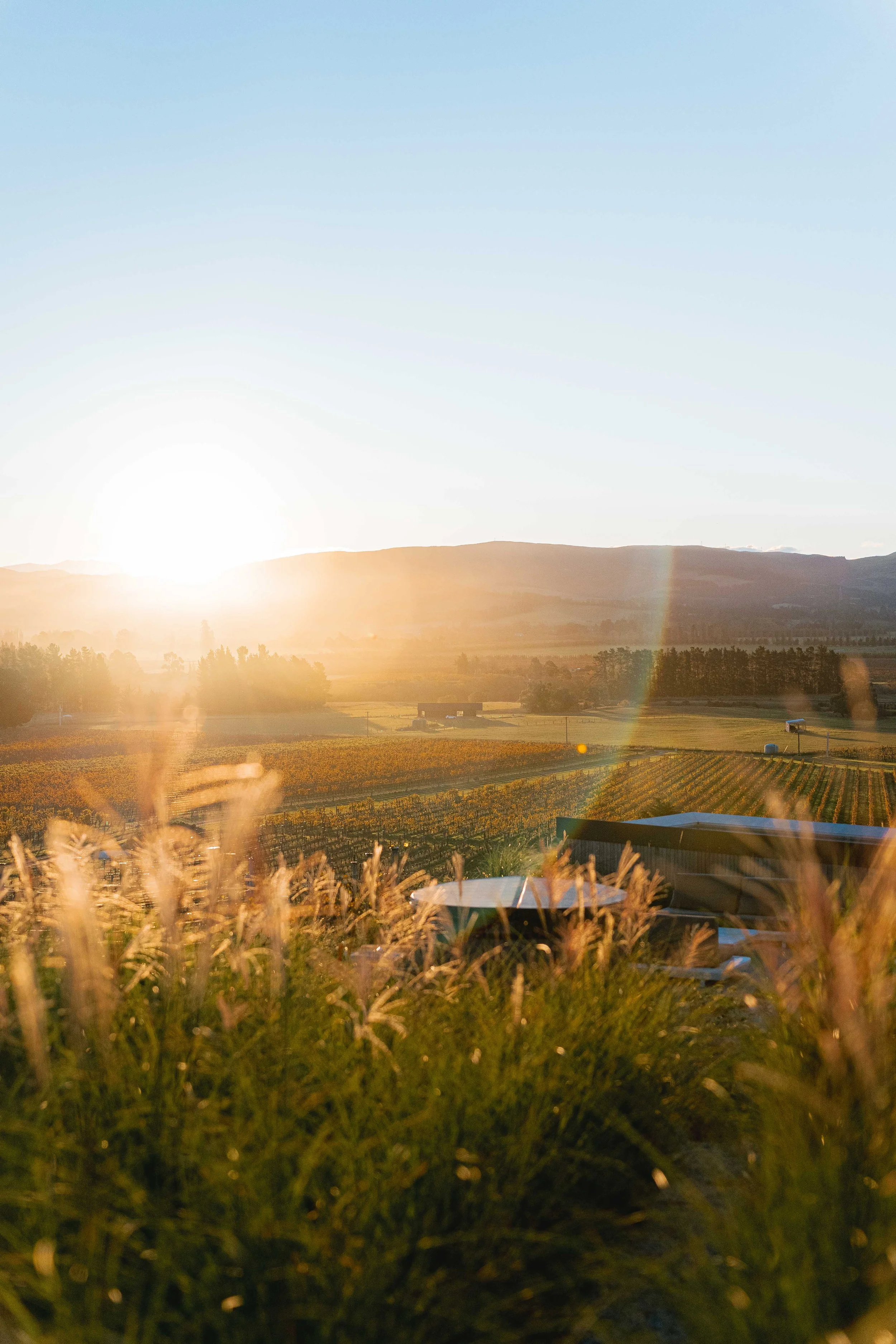 henry-blakely-landscape-designers-christchurch-vineyard-sunset-vista.jpg