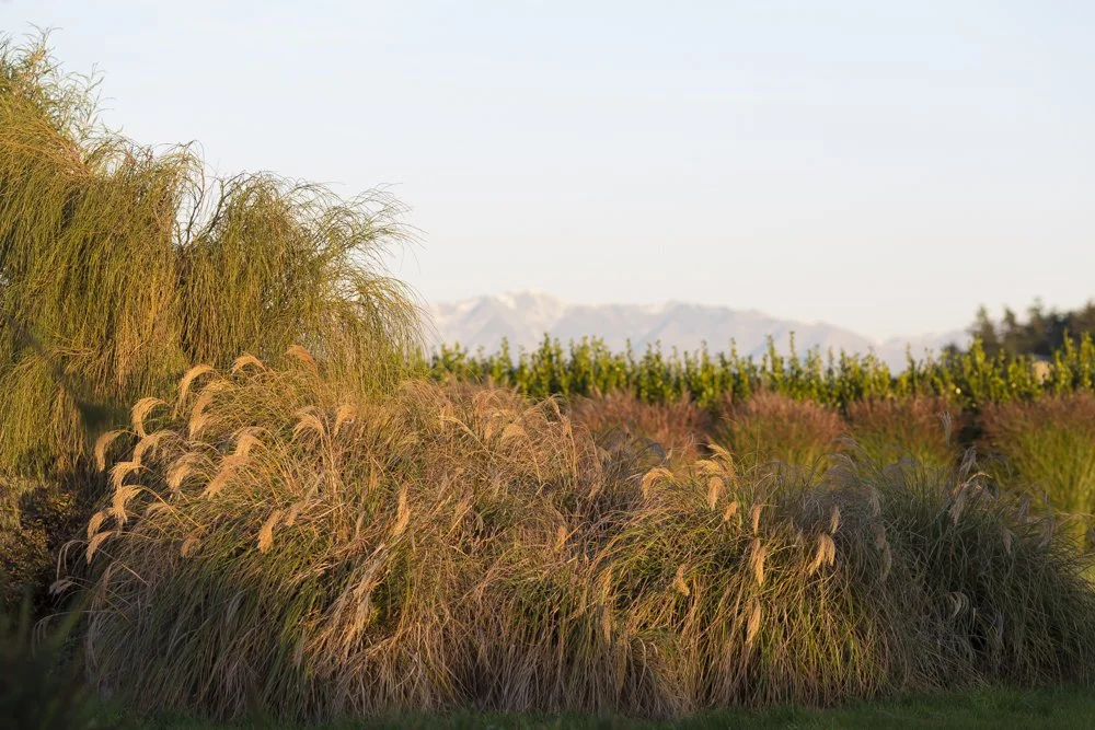 Landscape Design Christchurch