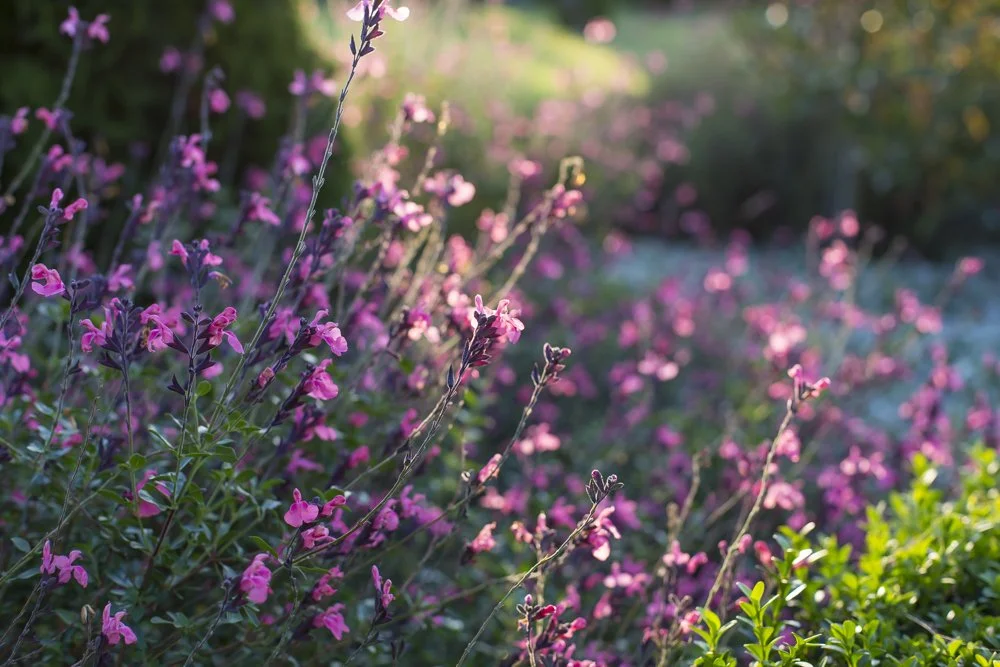 Landscape Design Christchurch