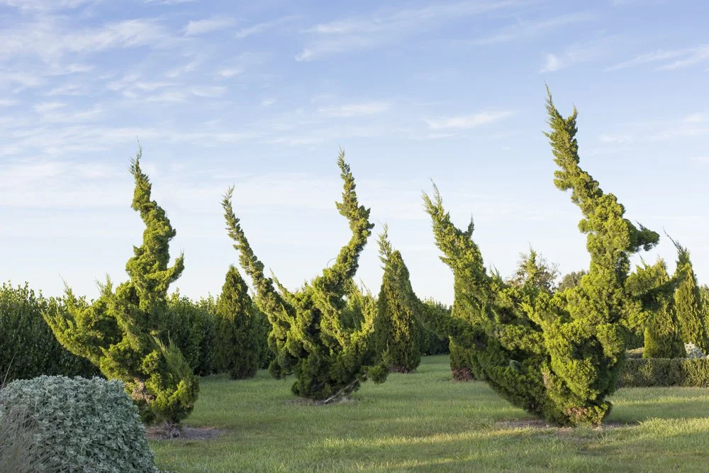 Landscape Design Christchurch
