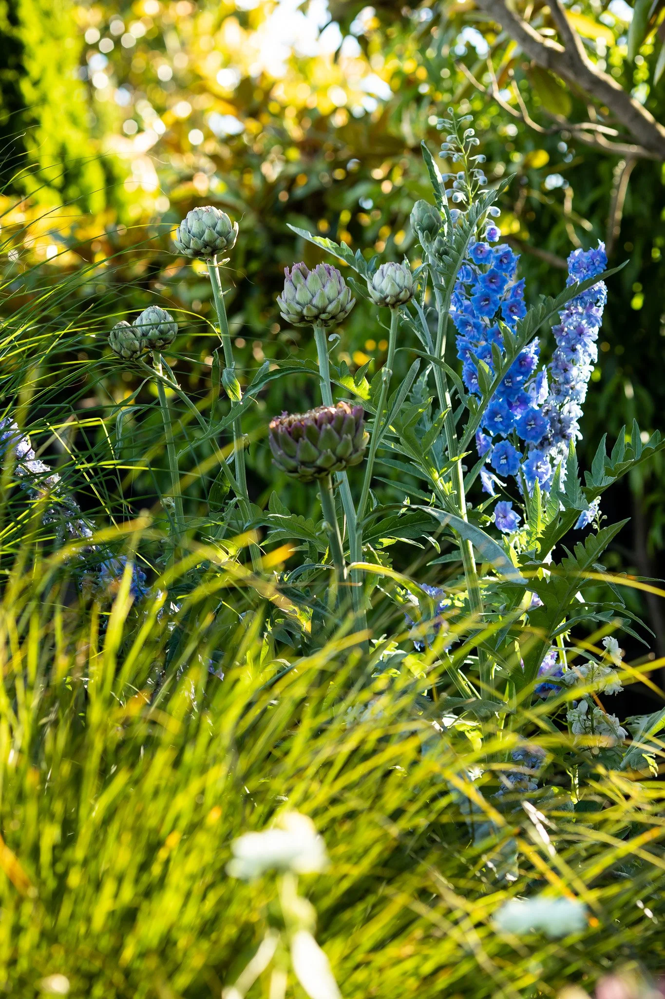 henry-blakely-landscapes-st-albans-artichoke-thistle-blue-flowers.jpg.jpg