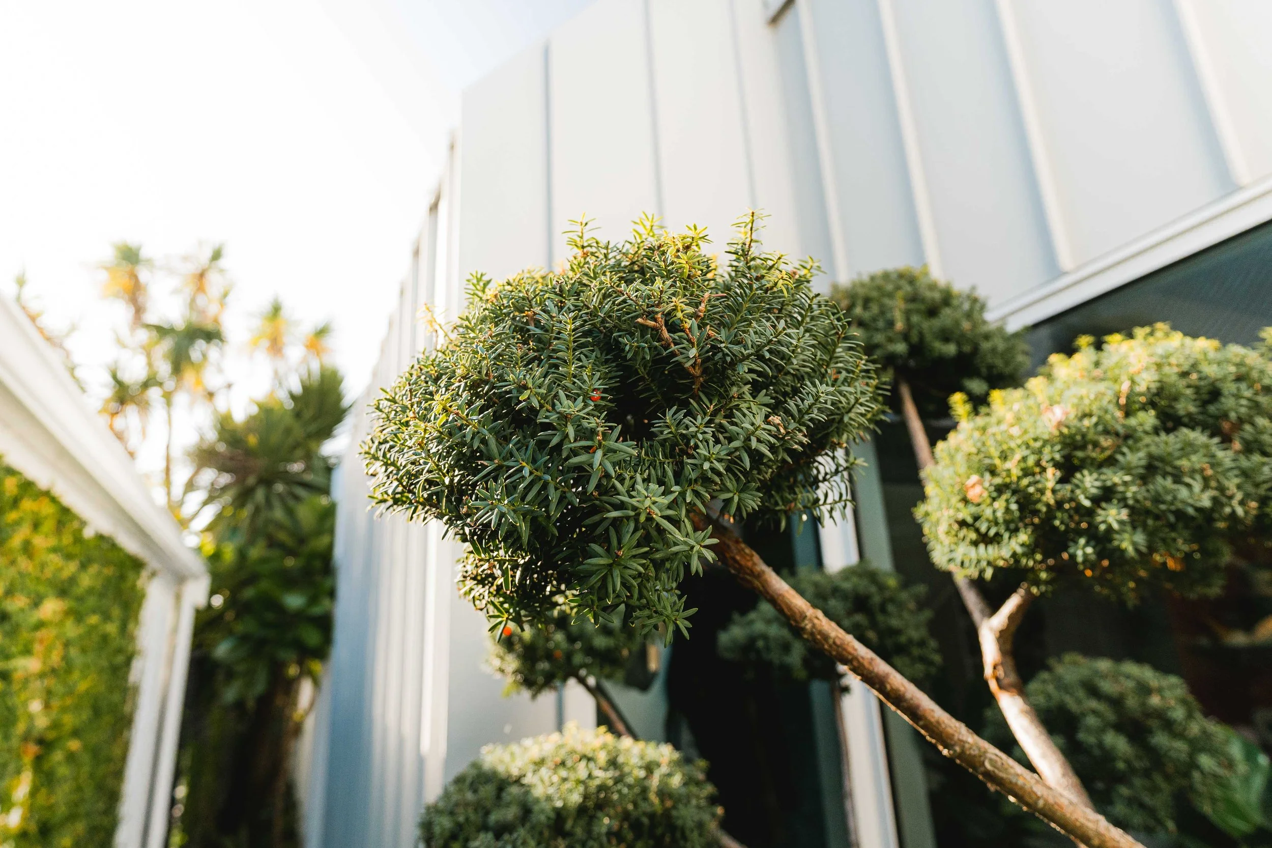 henry-blakely-landscapes-christchurch-topiary-shrubs-close-up.jpg.jpg