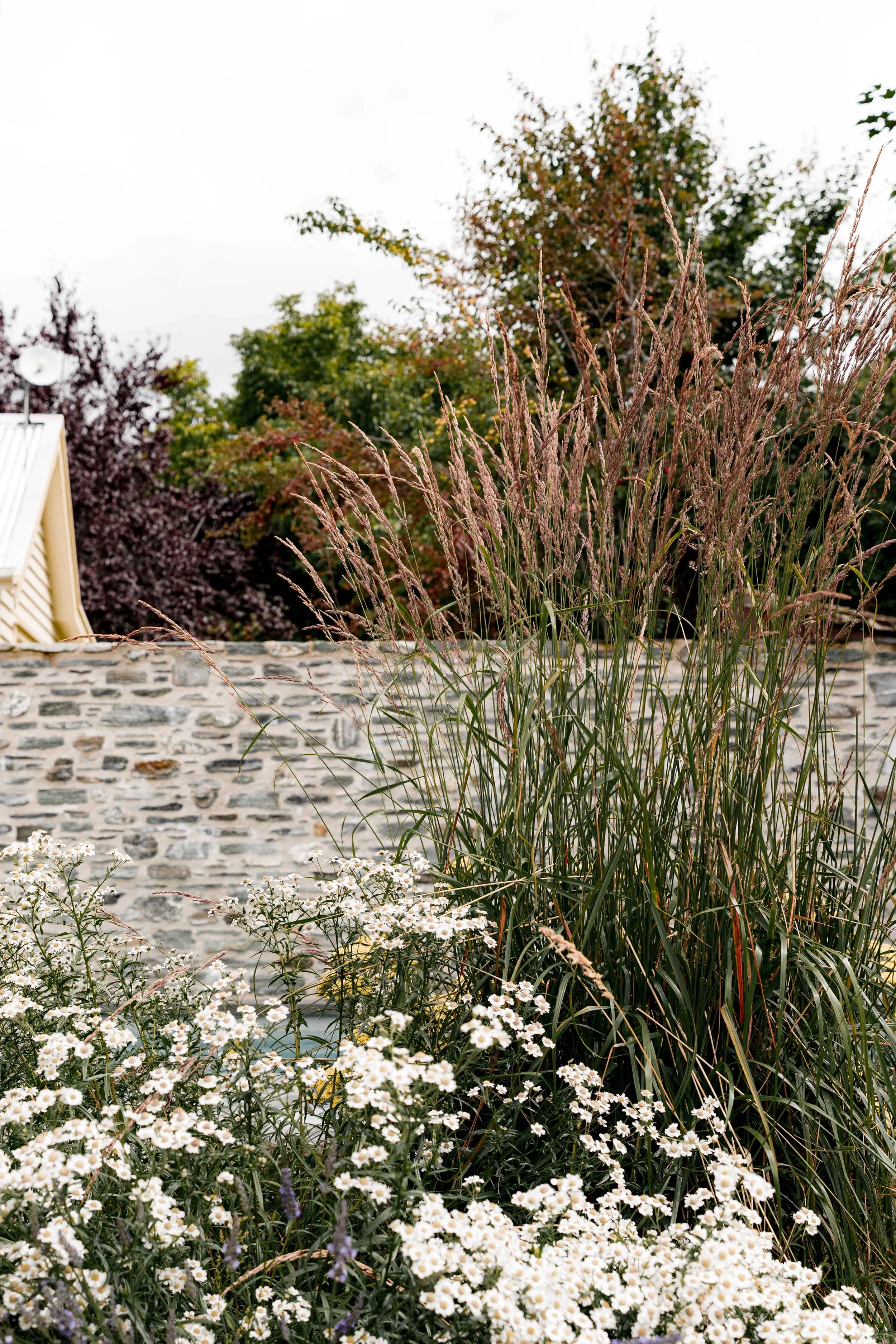 Close-up detail of white flowering yarrow and purple lavender stalks growing along the edge of a weathered timber deck.