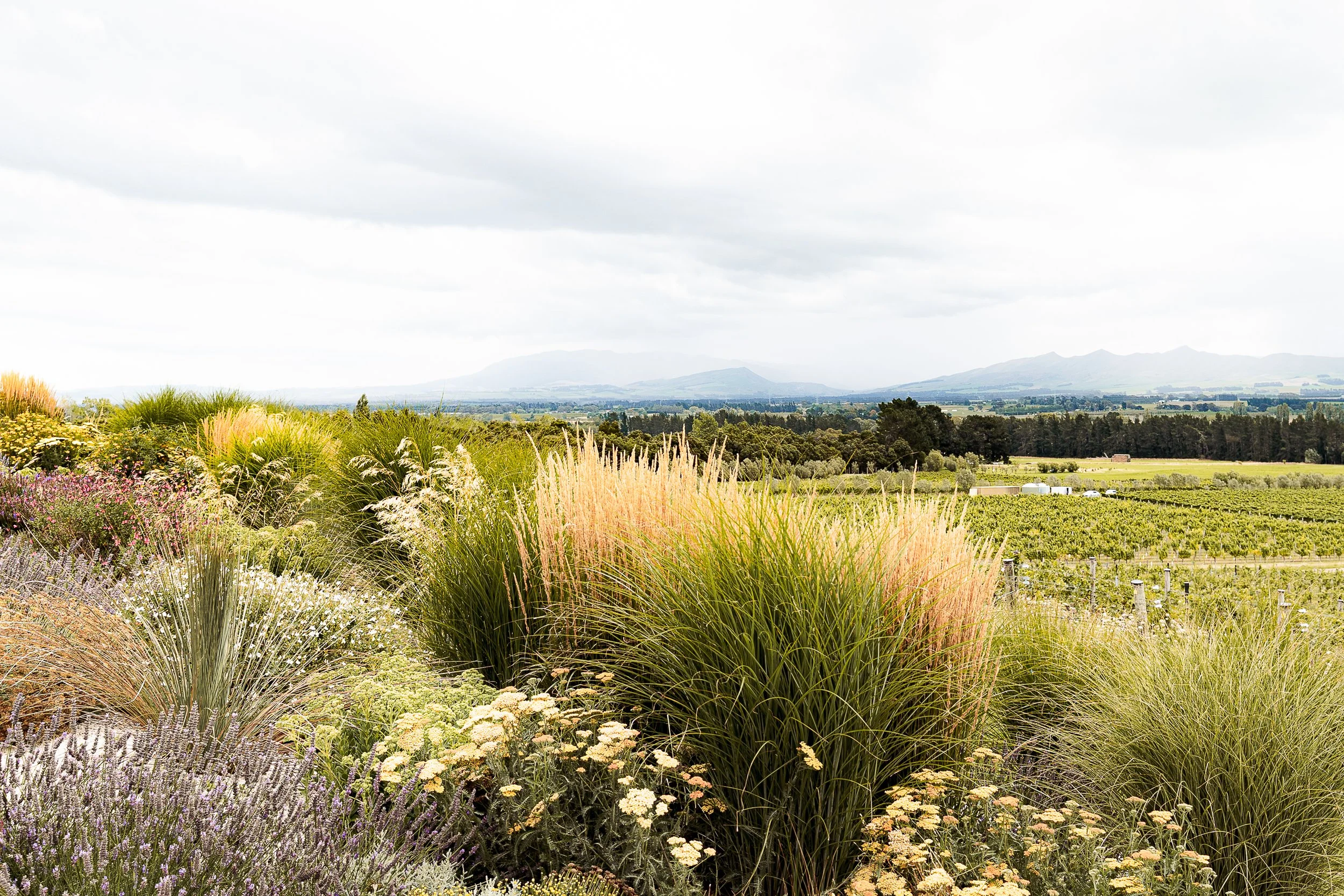 20260126_Waipara_MHS-31.jpg